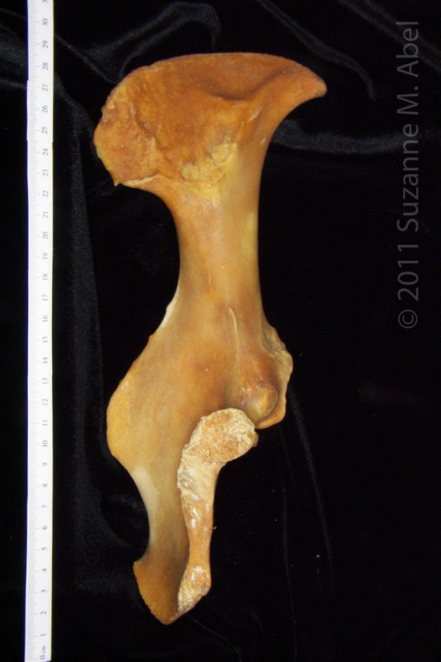 Posterior Dorsal View Left Domestic Pig Innominate