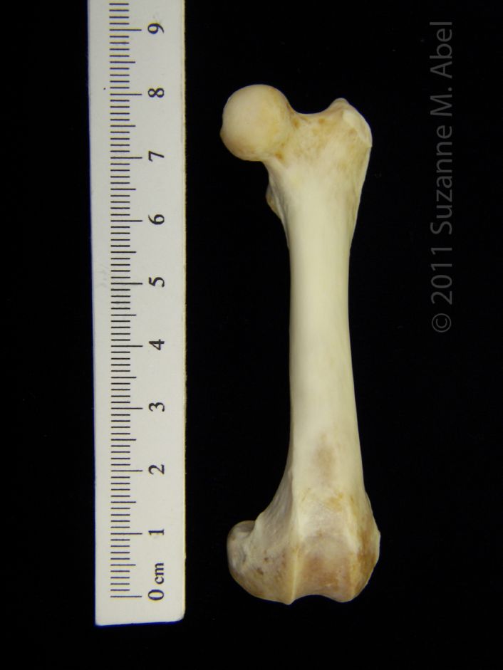 Anterior View Left River Otter Femur