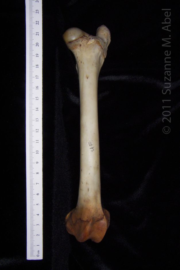 Anterior View Left White Tailed Deer Femur