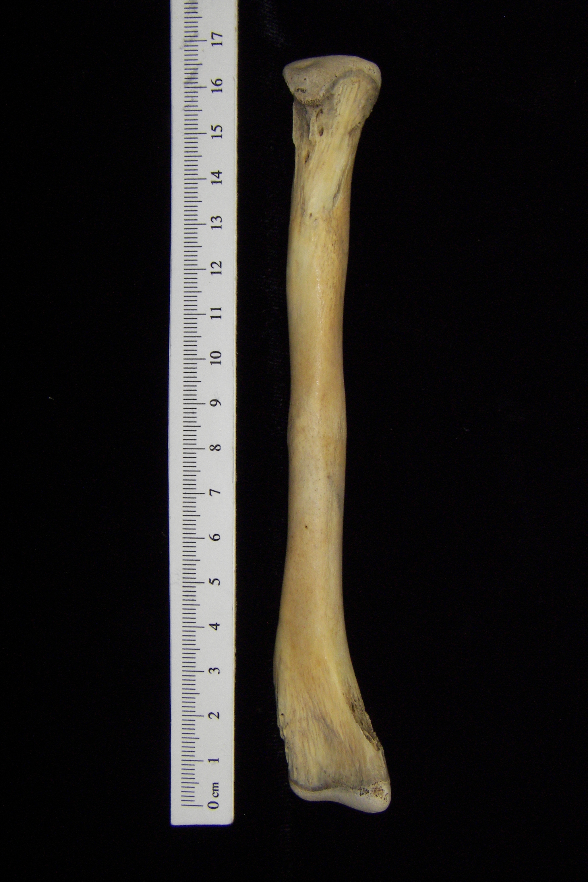 Alligator (Alligator mississippiensis) fibula