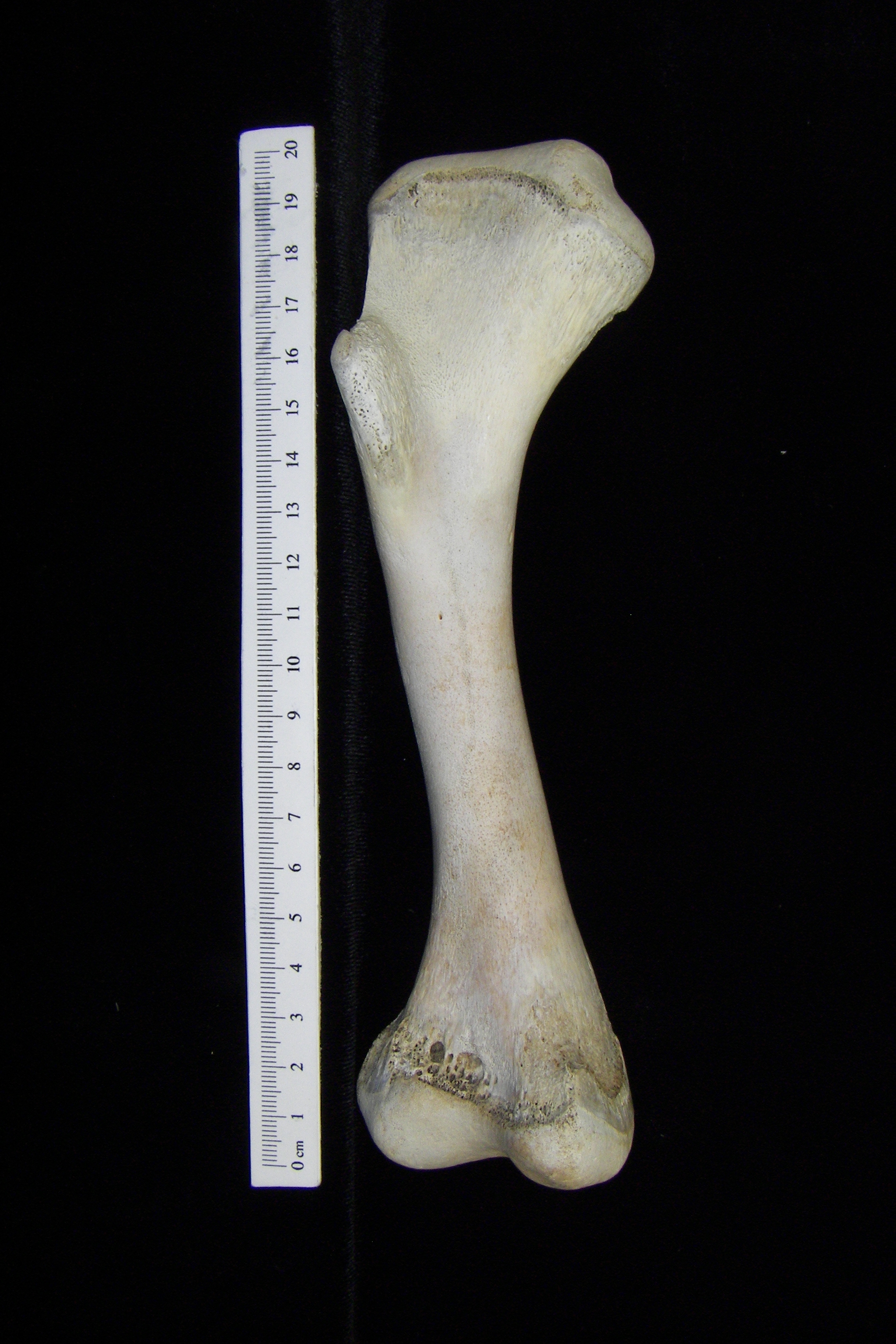 Alligator (Alligator mississippiensis) humerus