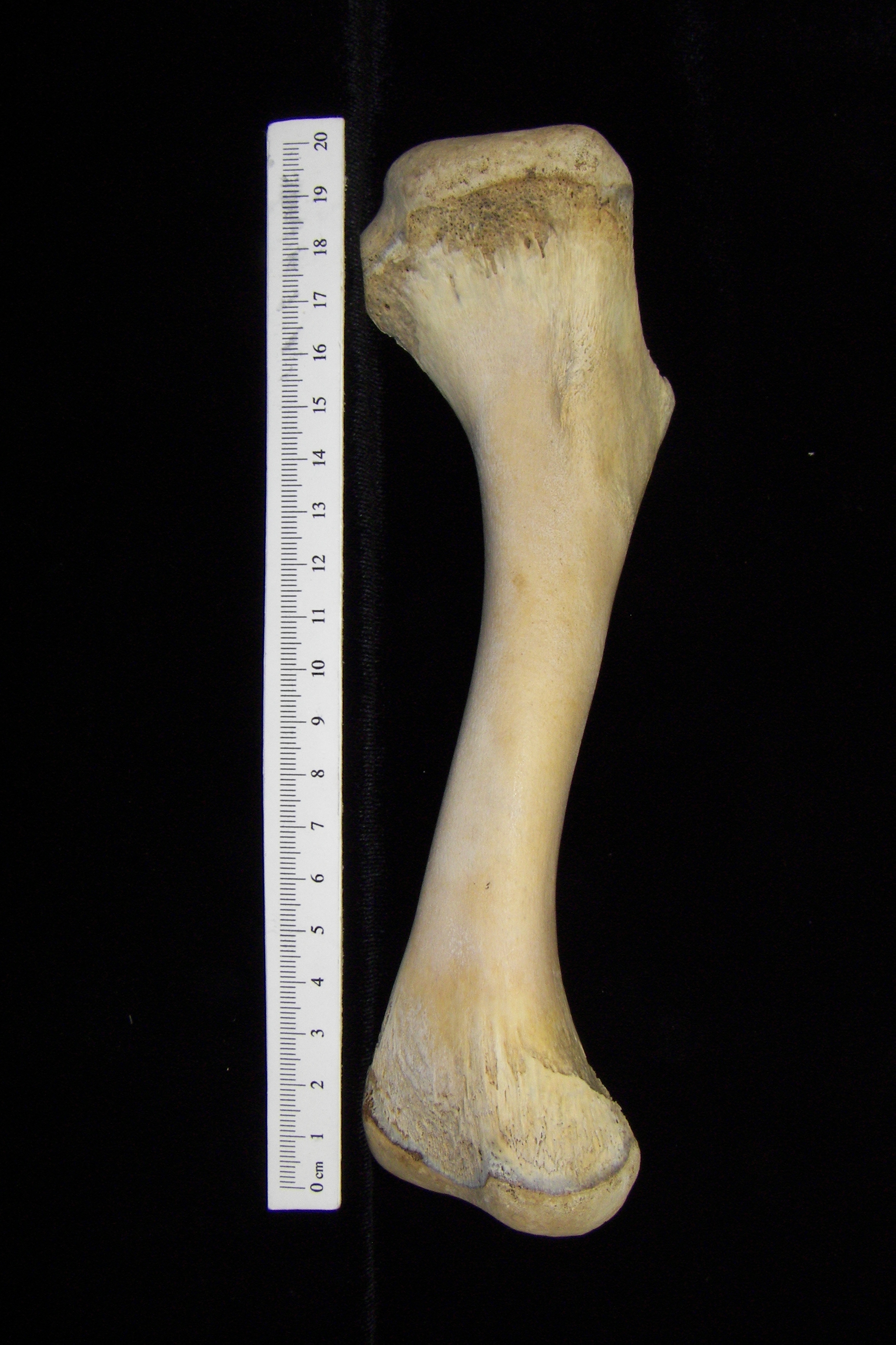 Alligator (Alligator mississippiensis) humerus view 2