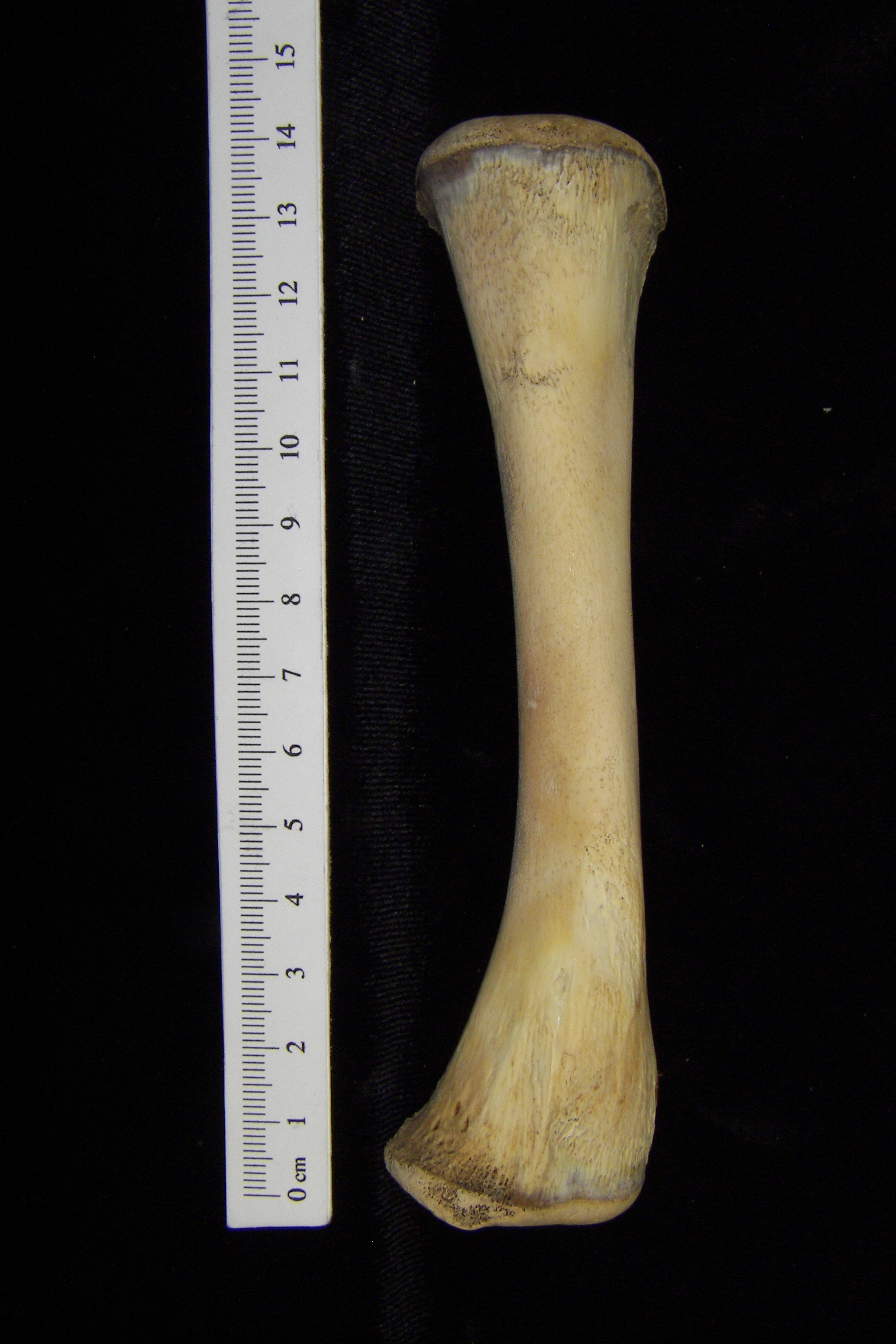 Alligator (Alligator mississippiensis) tibia