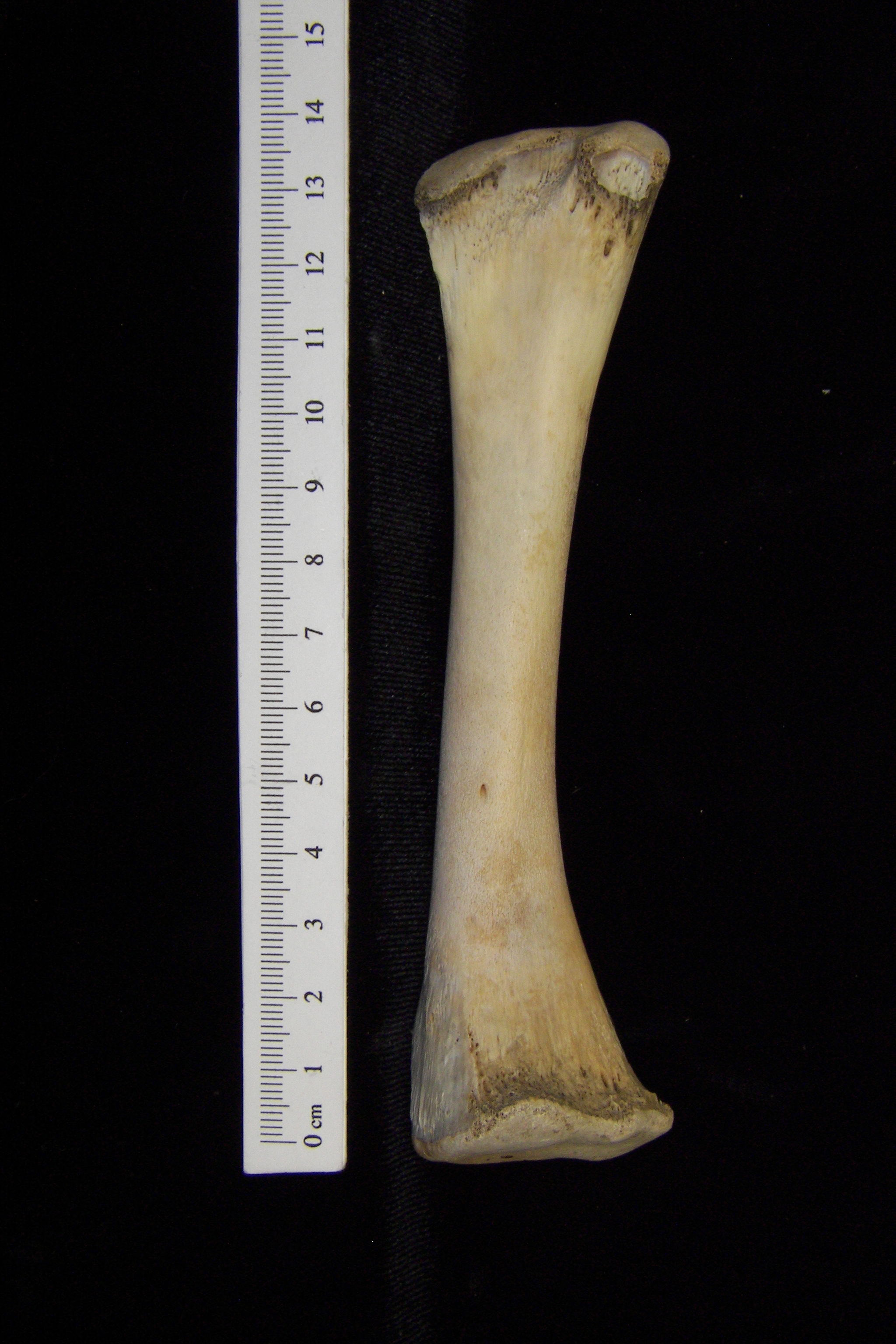 Alligator (Alligator mississippiensis) tibia view 2