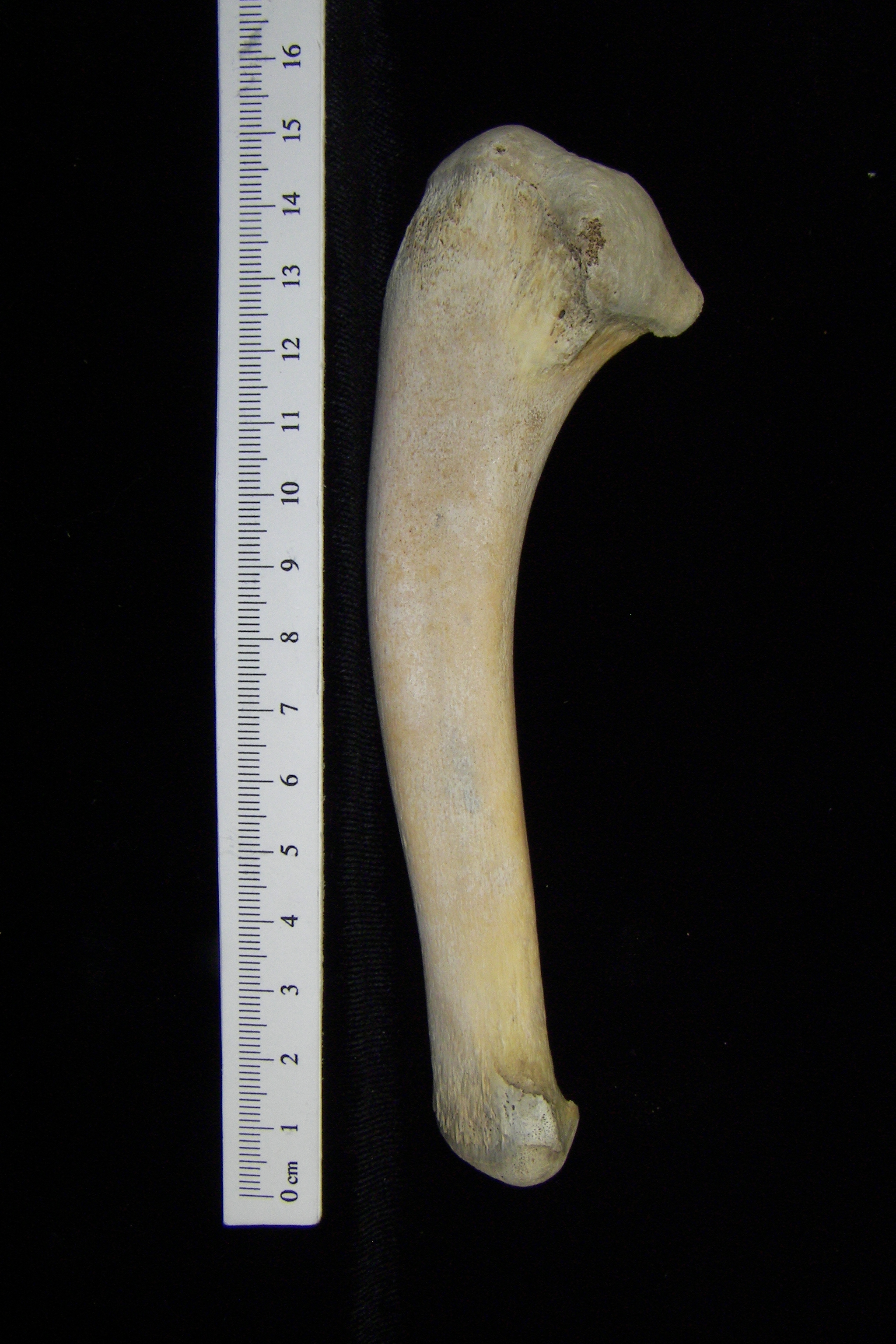 Alligator (Alligator mississippiensis) ulna