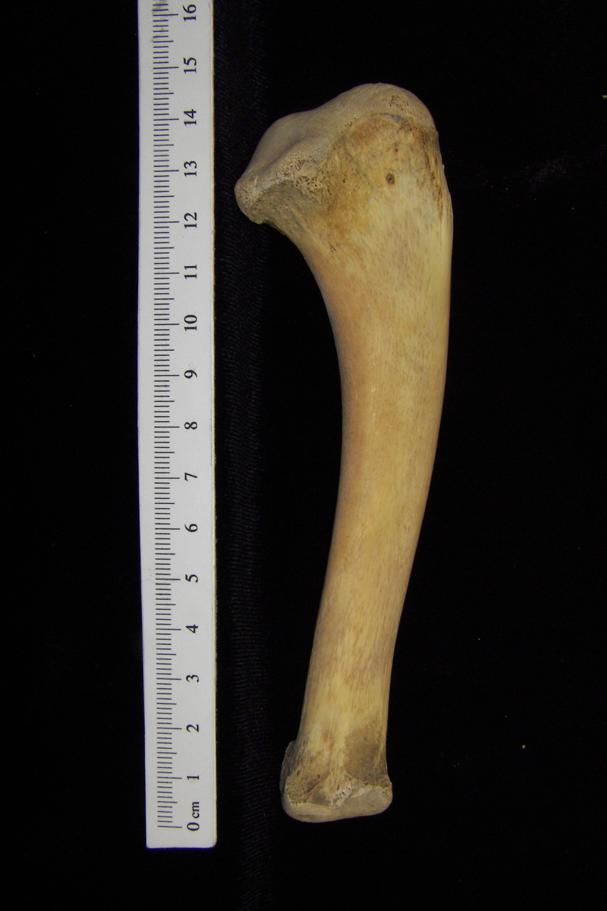 Alligator (Alligator mississippiensis) ulna view 2