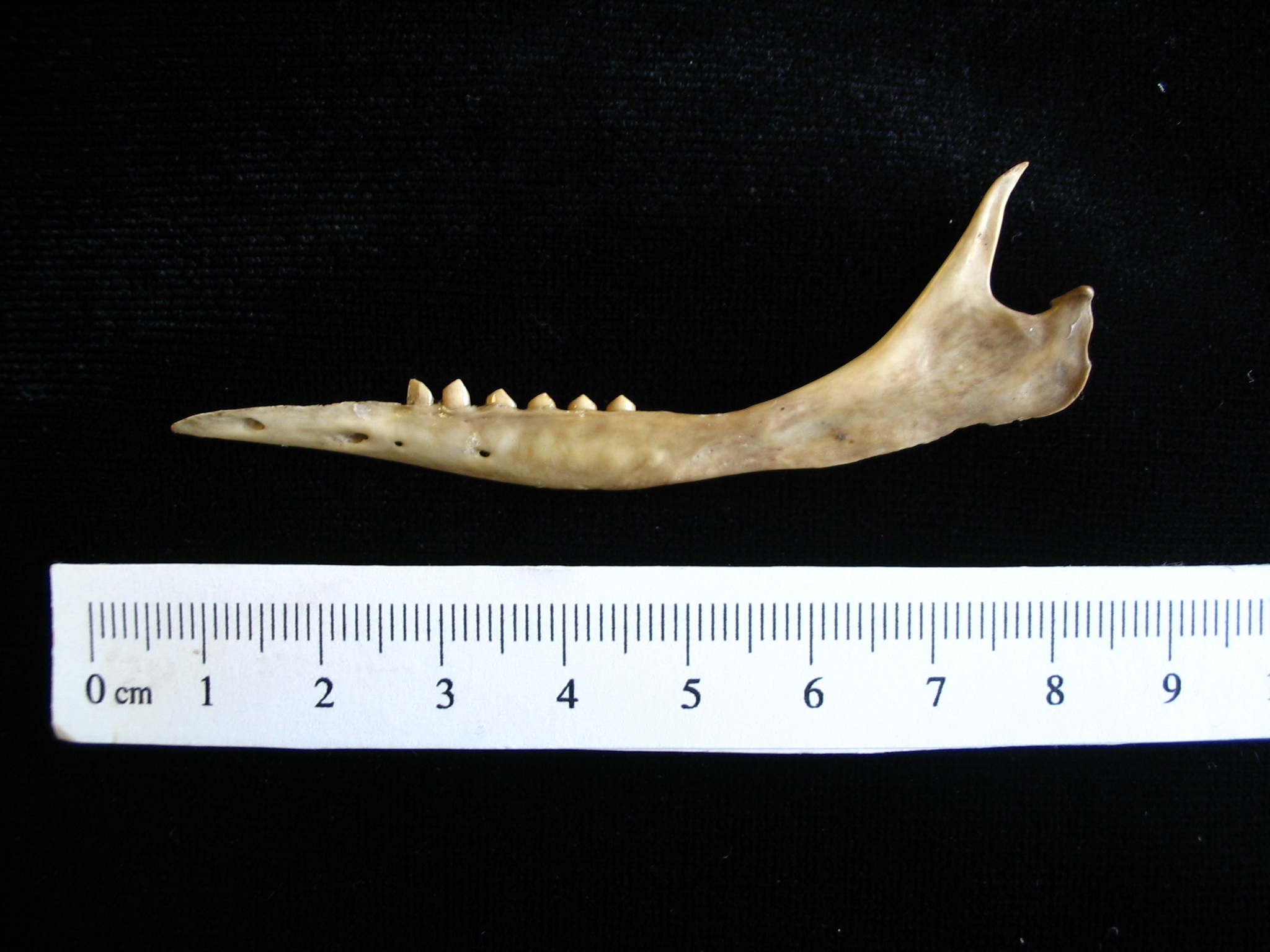 Armadillo (Dasypus novemcinctus) left mandible