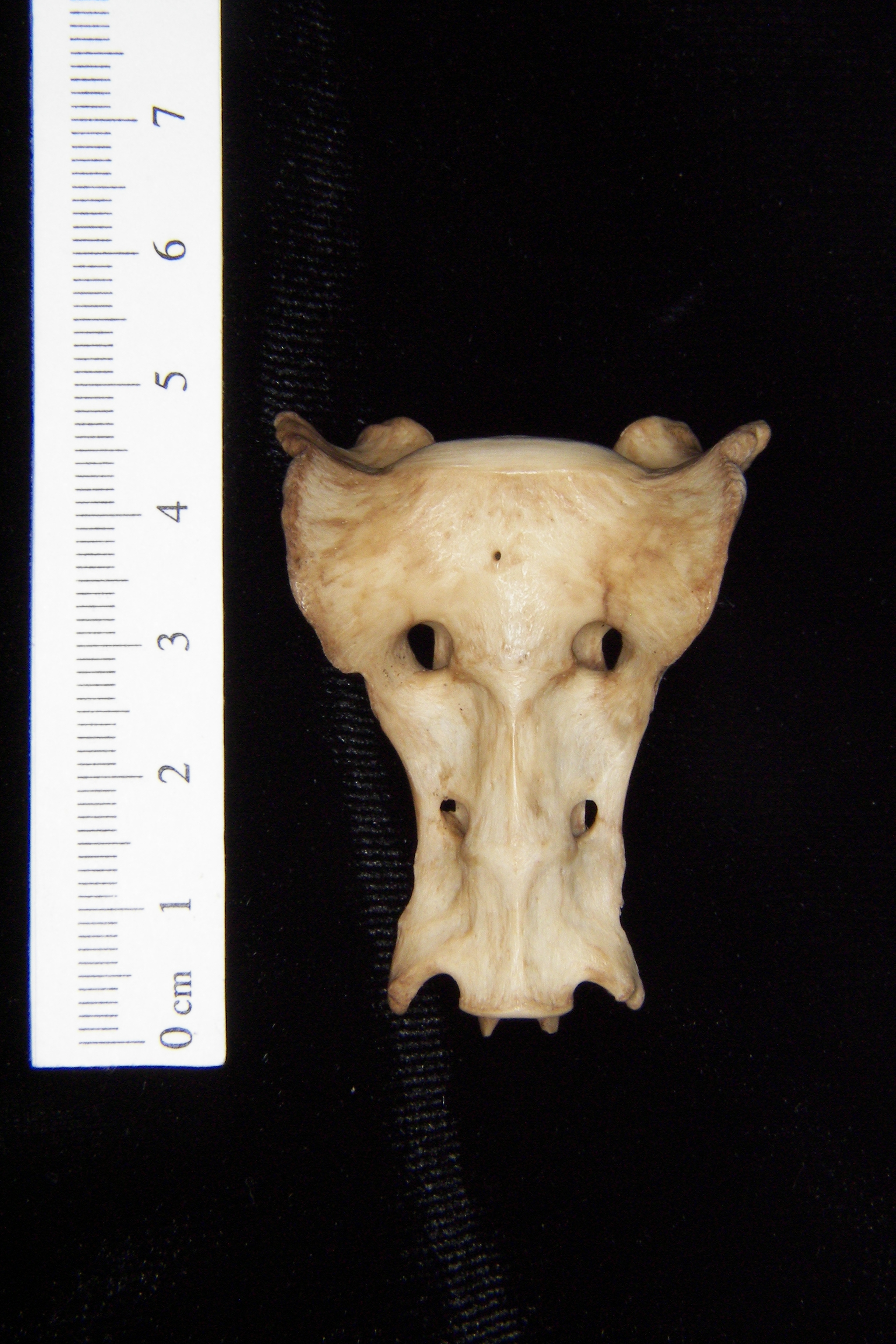 Anterior View Bobcat Sacrum