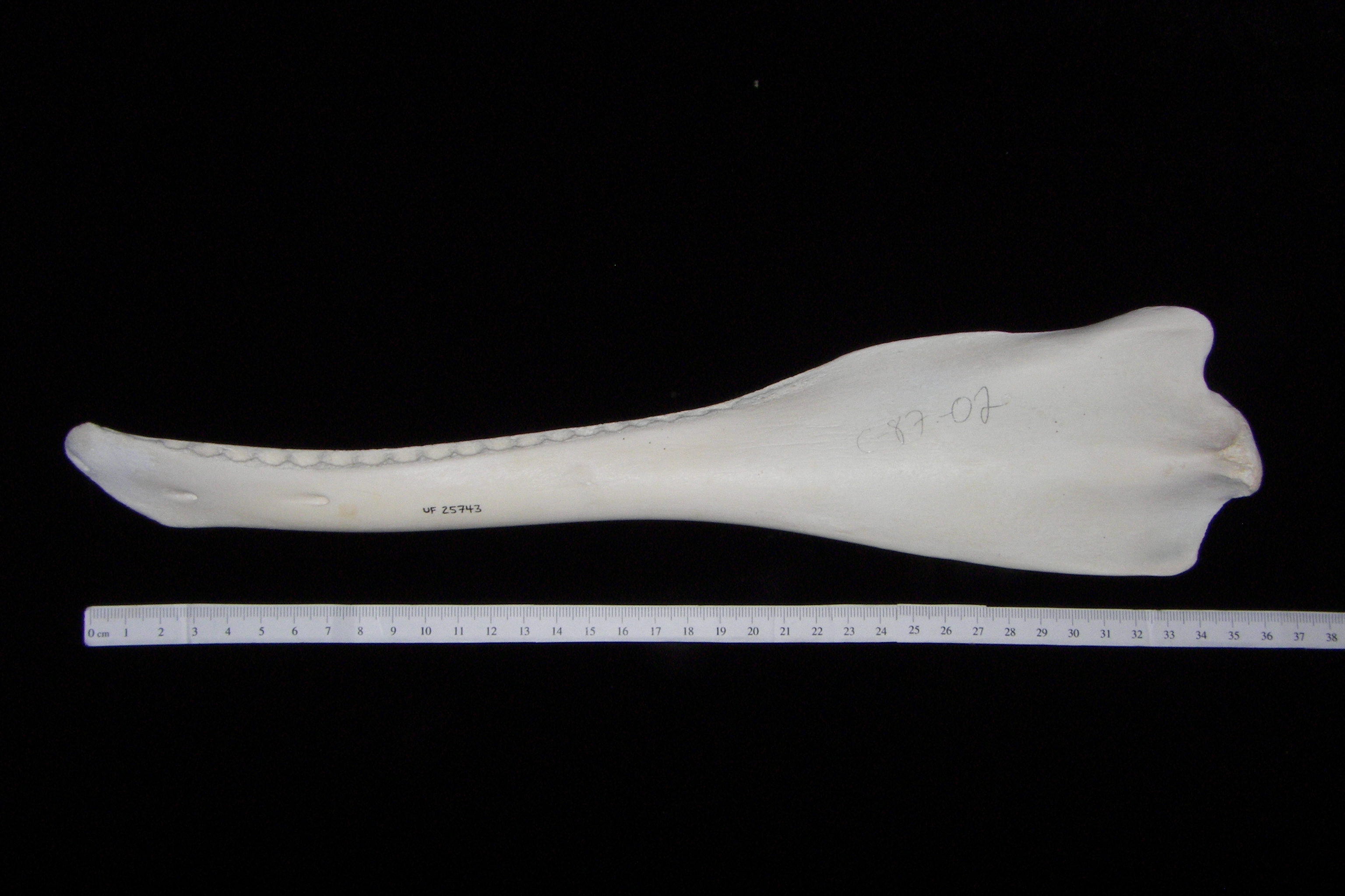 Bottlenose dolphin (Tursiops truncatus) left mandible, lateral view