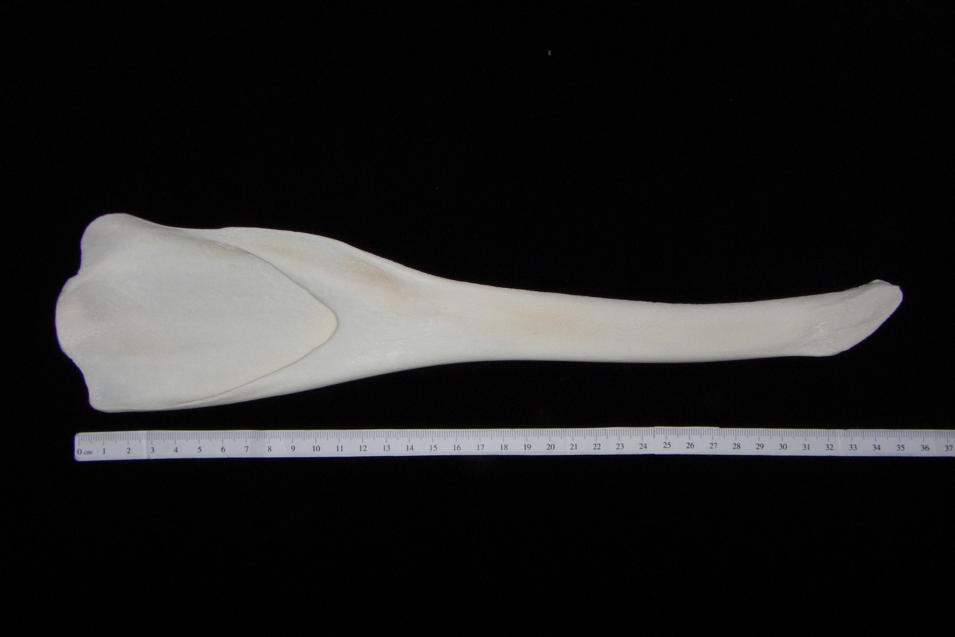 Bottlenose dolphin (Tursiops truncatus) left mandible, medial view