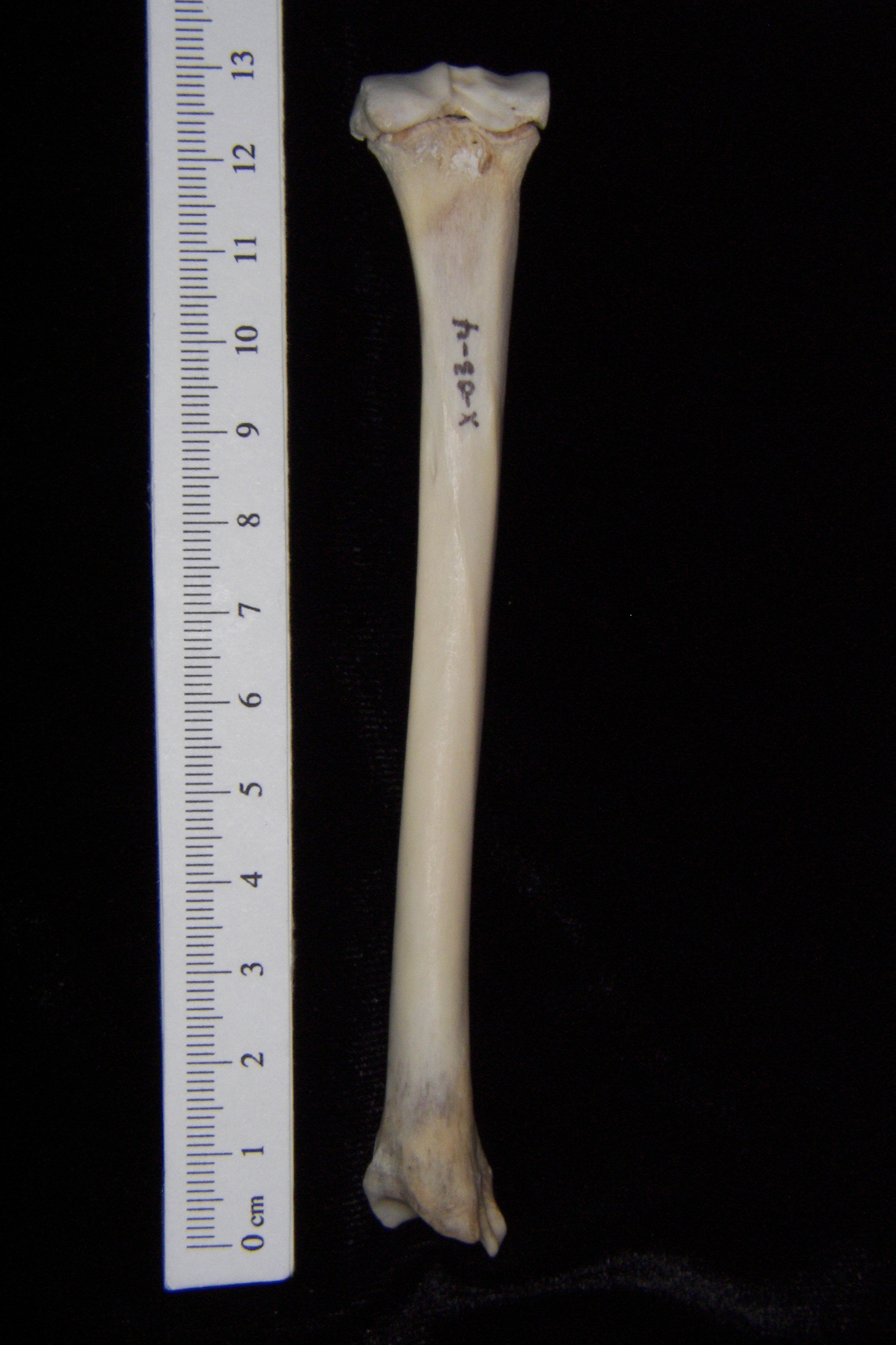 cat tibia and fibula