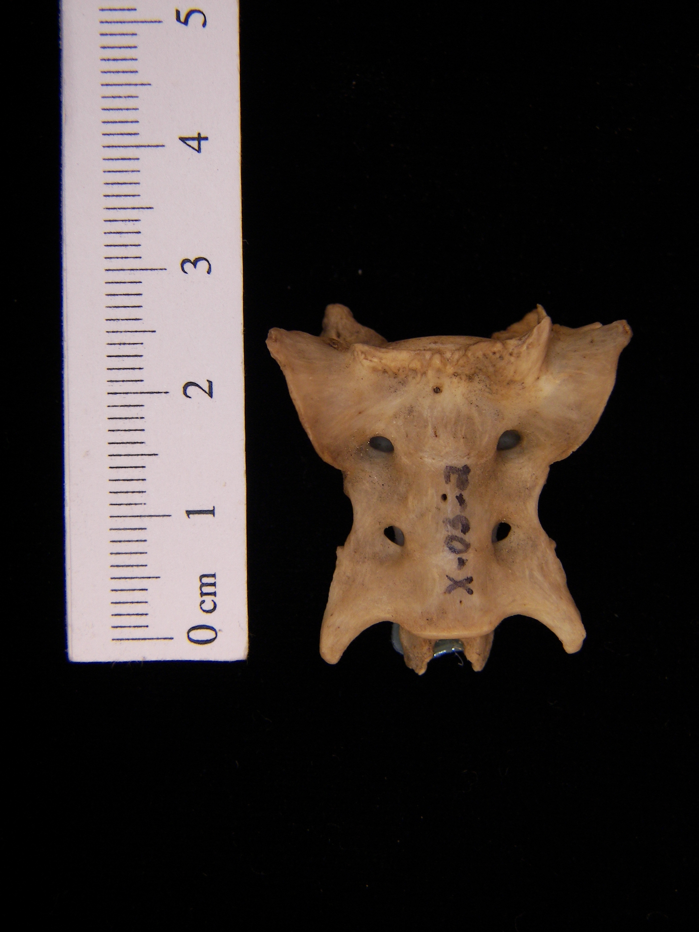 Anterior View Domestic Cat Sacrum