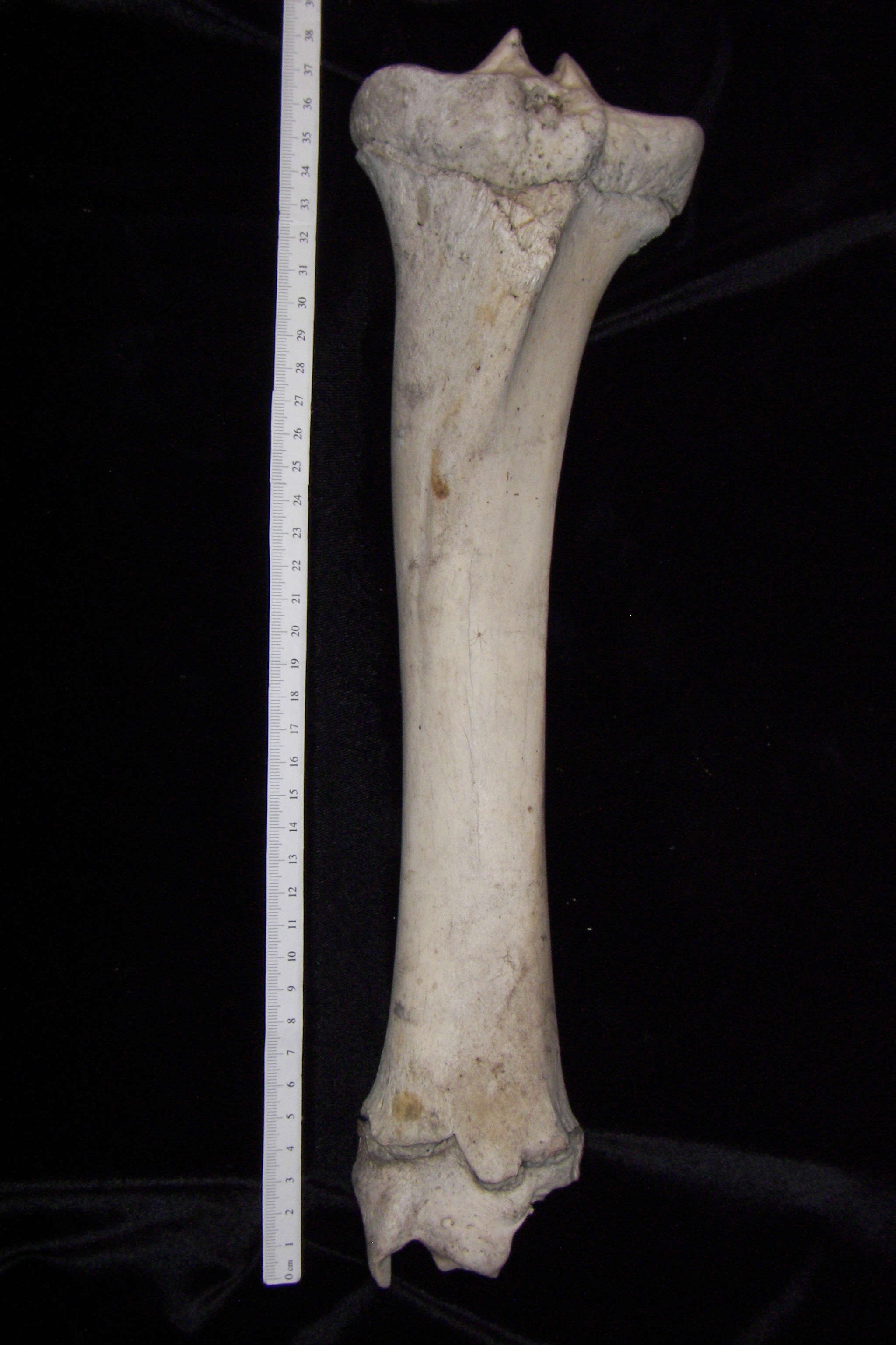 Cattle (Bos taurus) left tibia, anterior view