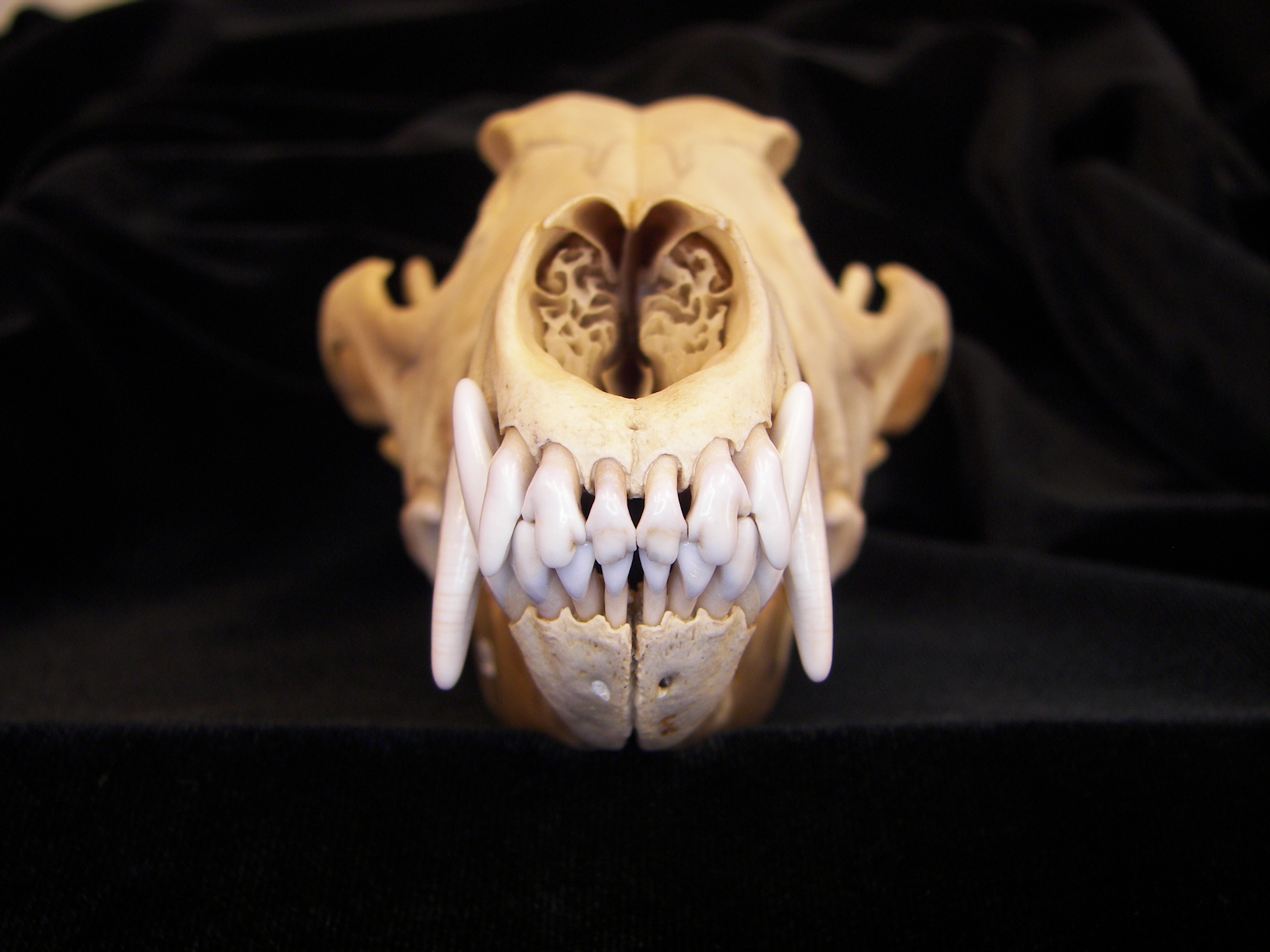 Coyote (Canis latrans) skull, anterior view