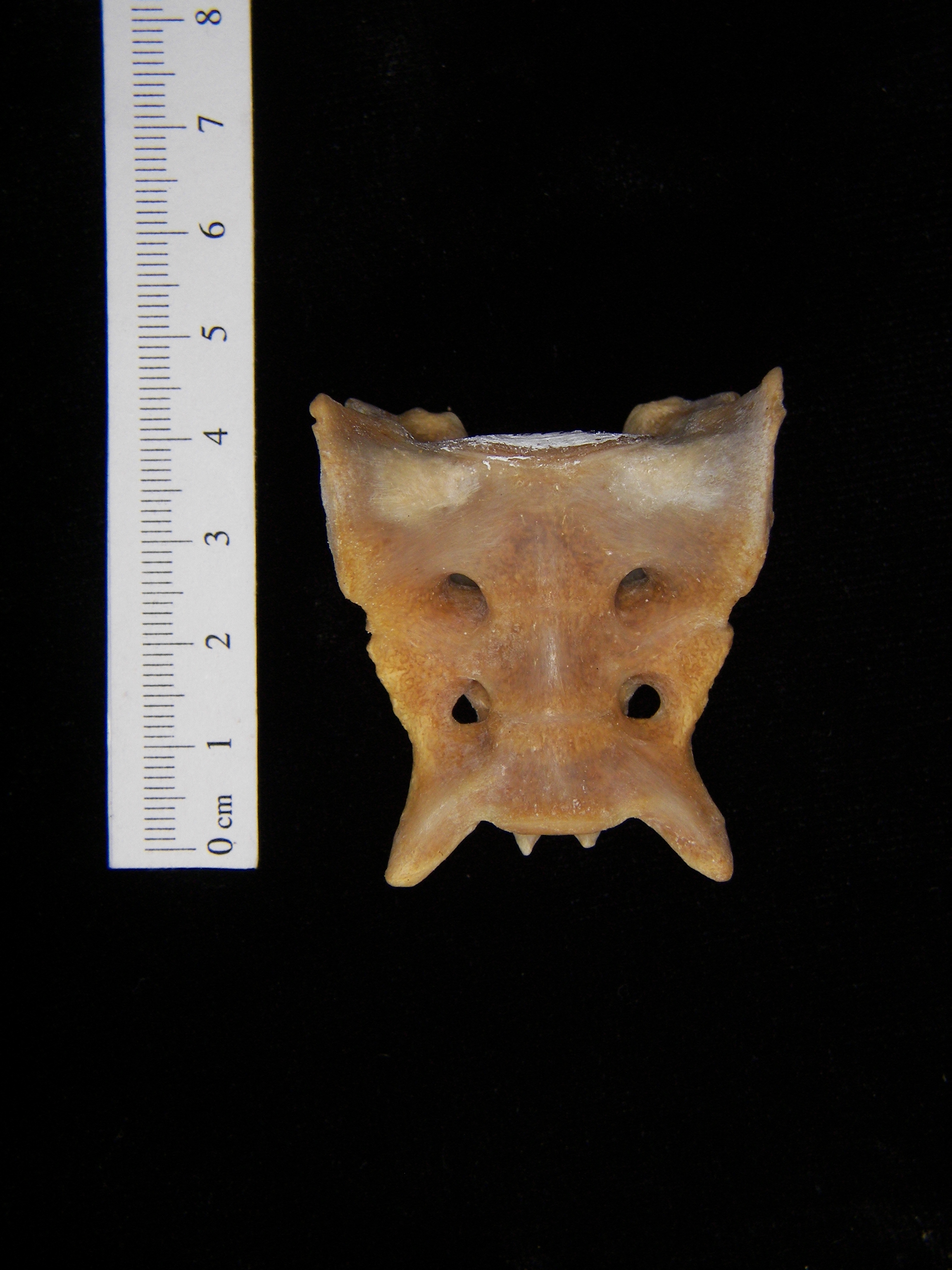 Anterior View Coyote Sacrum