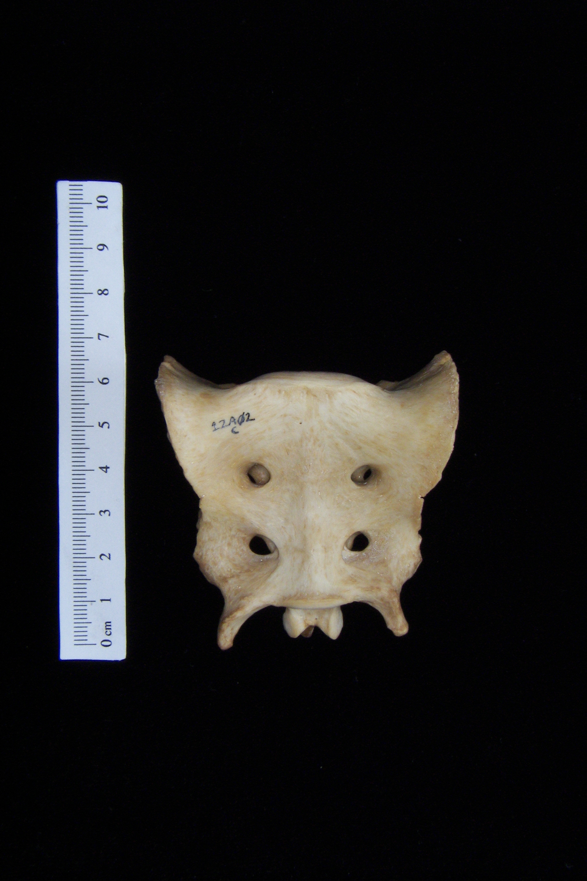 Anterior View Domestic Dog Sacrum