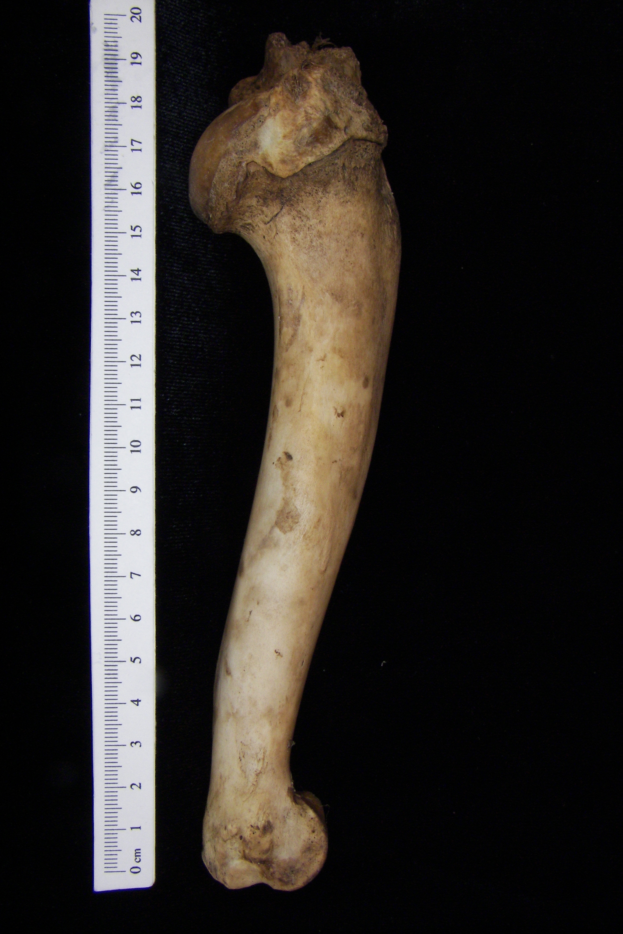 Domestic goat (Capra hircus) left humerus