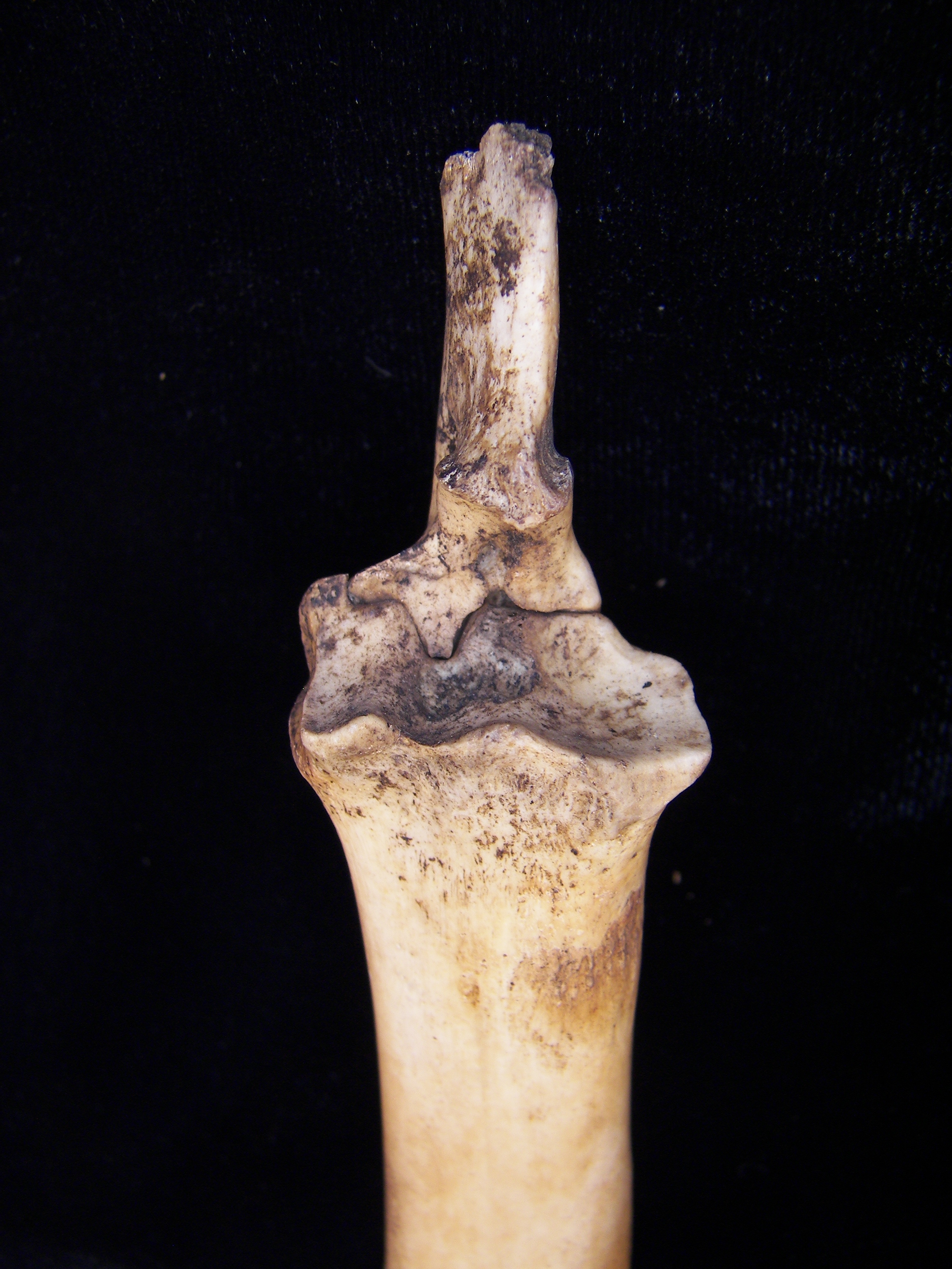 Domestic goat (Capra hircus) left radius and ulna, proximal view