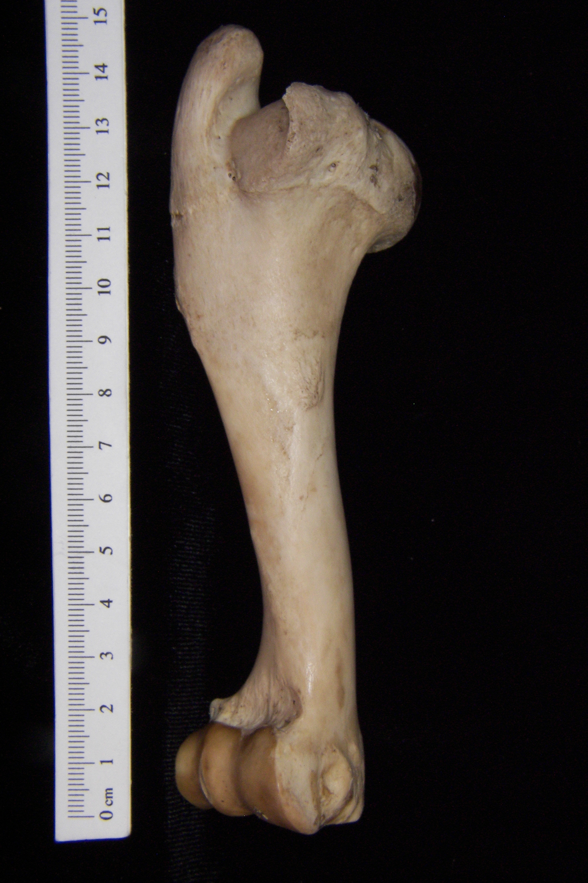 Domestic sheep (Ovis aries) right humerus