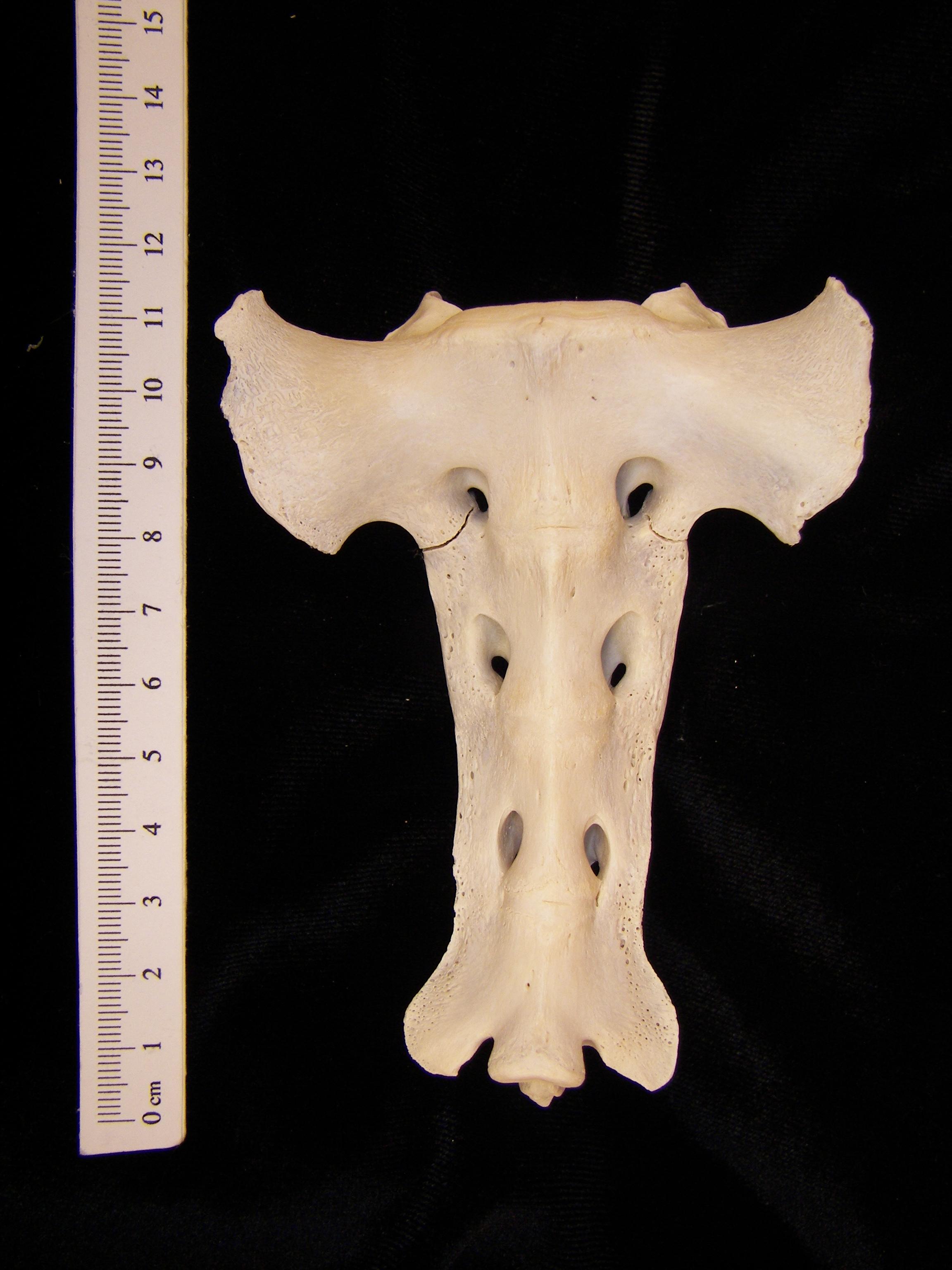 Anterior View Domestic Sheep Sacrum