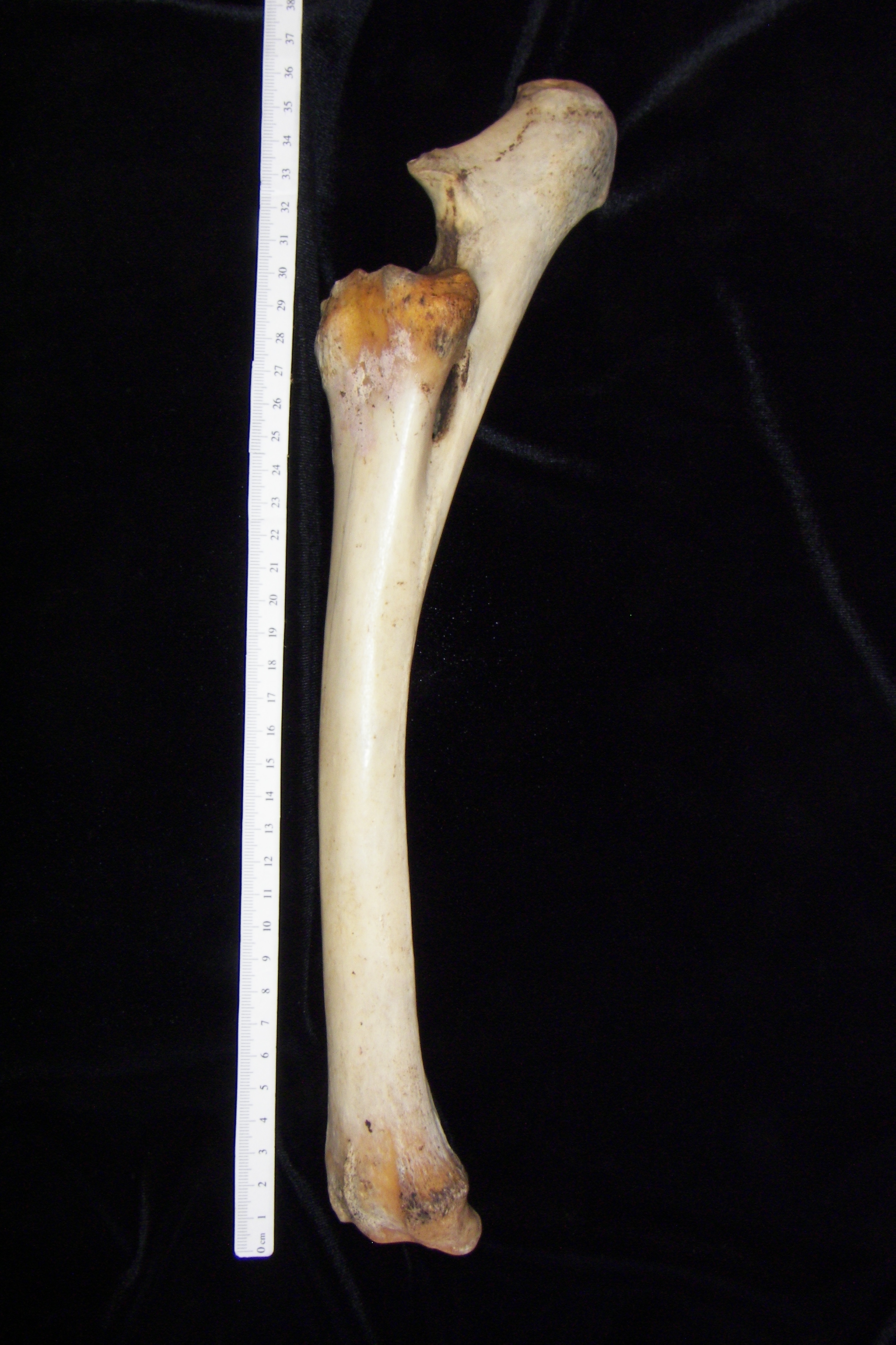 Donkey (Equus asinus) left radius and ulna, lateral view