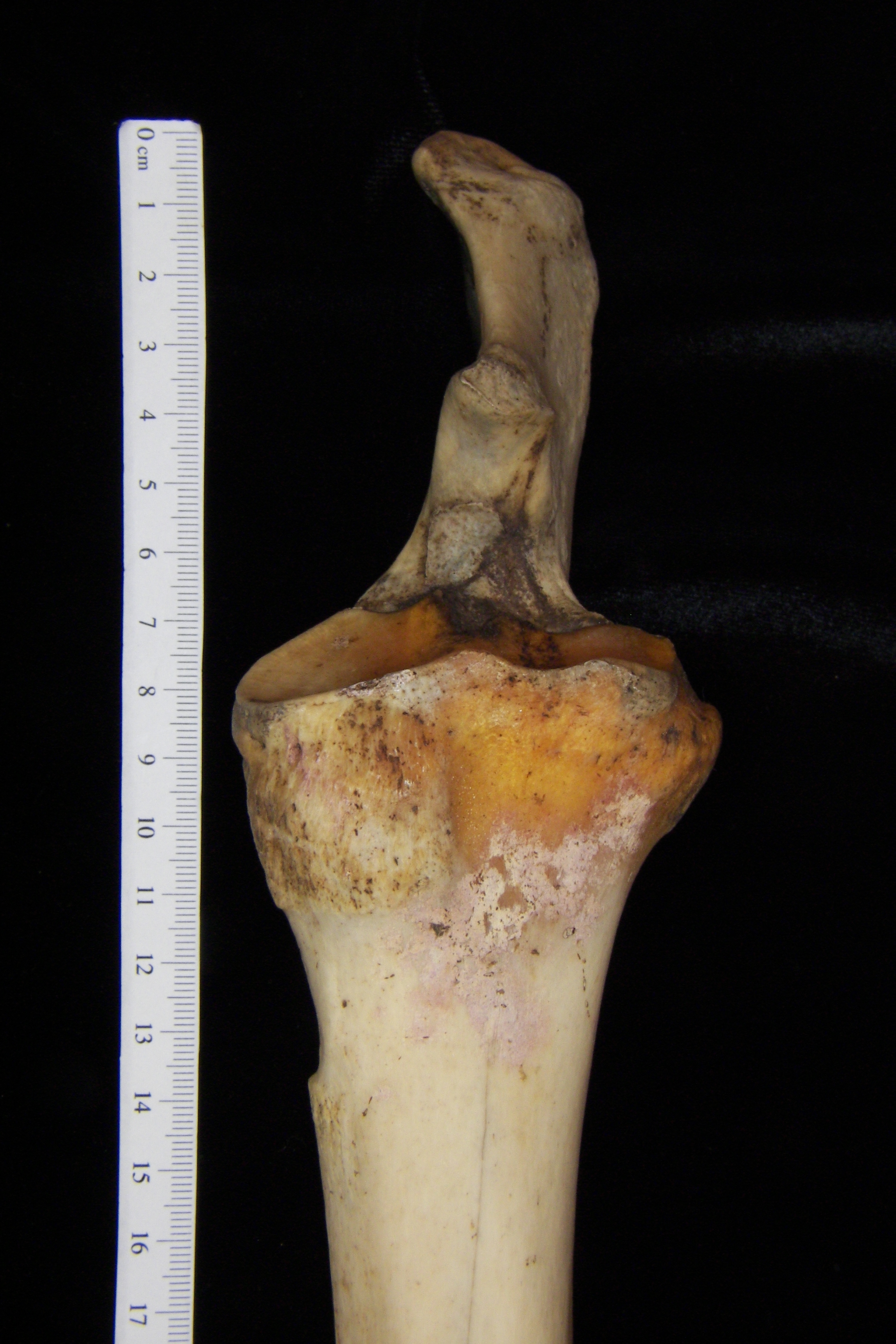 Donkey (Equus asinus) left radius and ulna proximal aspect