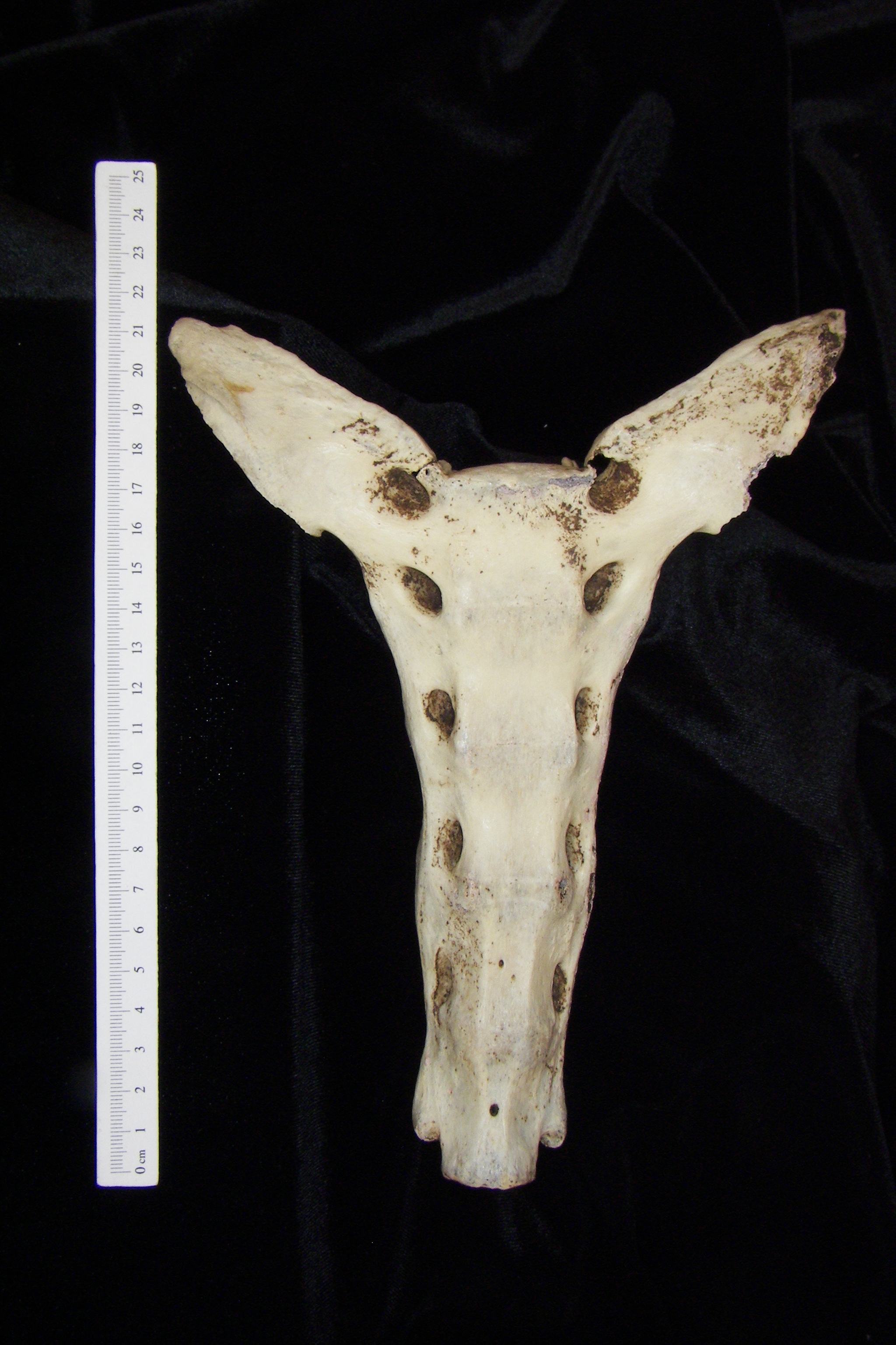 Anterior View Donkey Sacrum