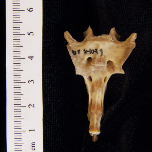 eastern-cottontail-rabbit-sylvilagus-floridanus-sacrum-anterior-flmnh-collection-24079