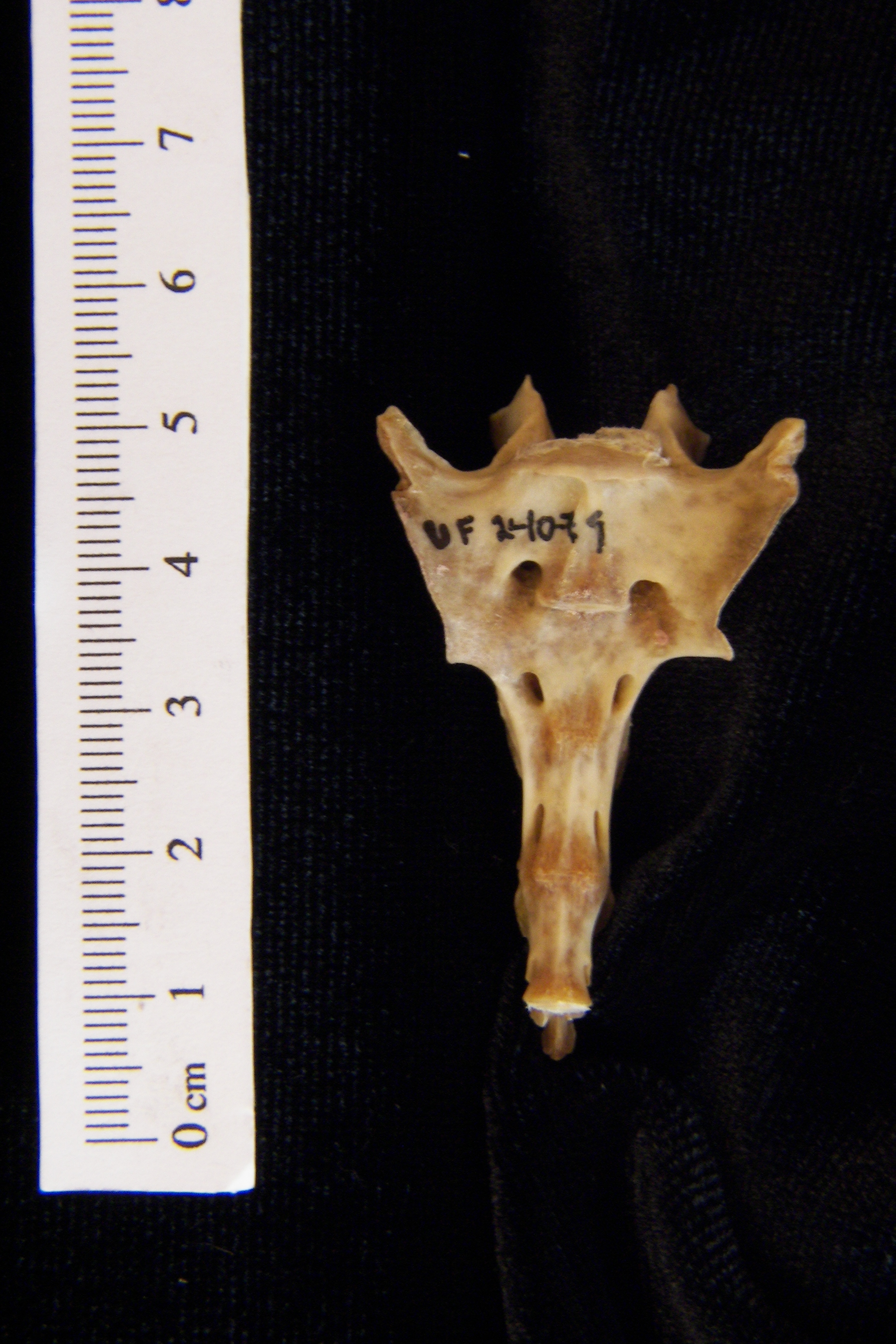 Anterior View Eastern Cottontail Rabbit Sacrum