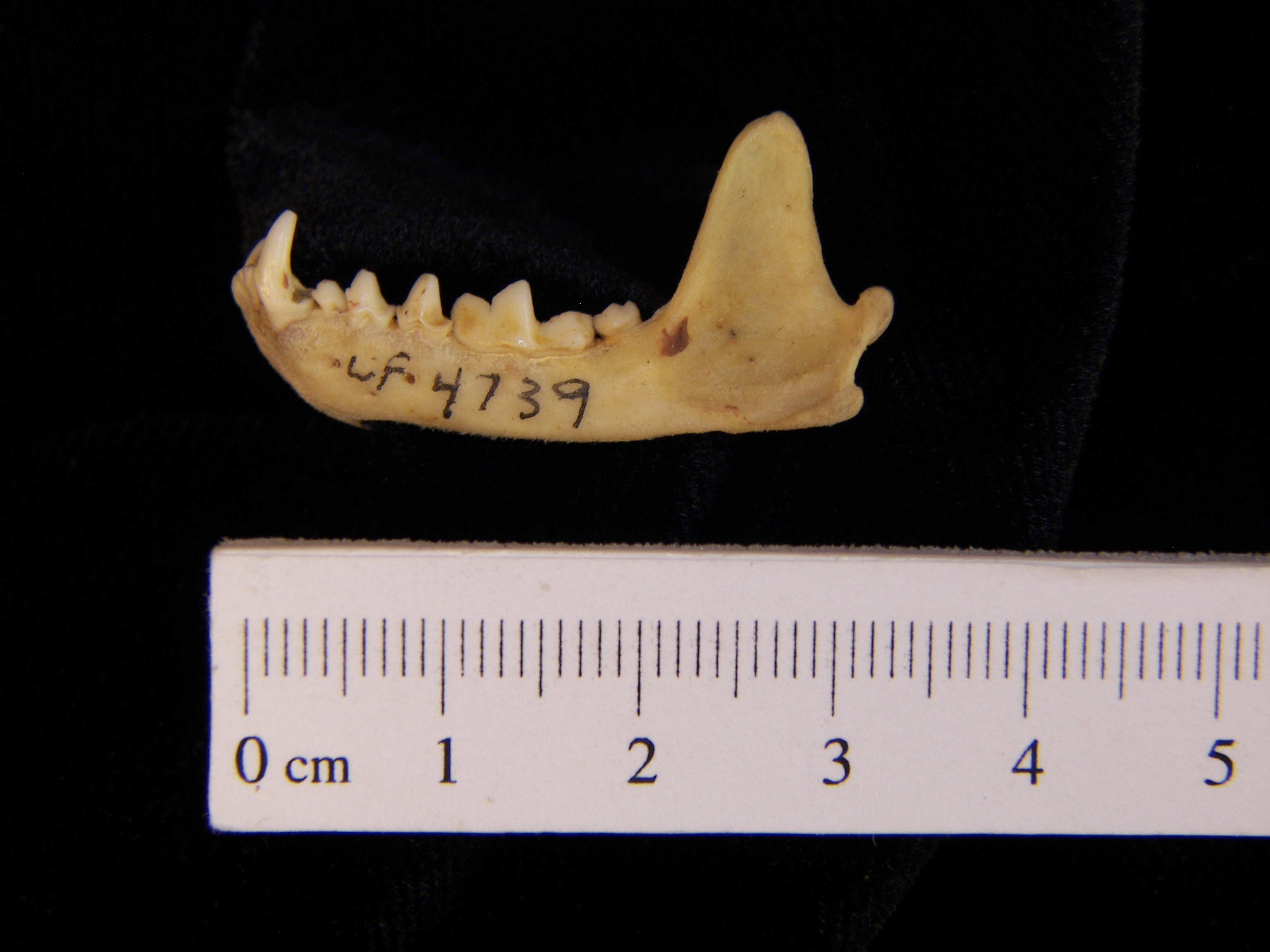 Eastern spotted skunk (Spilogale putorius) left mandible