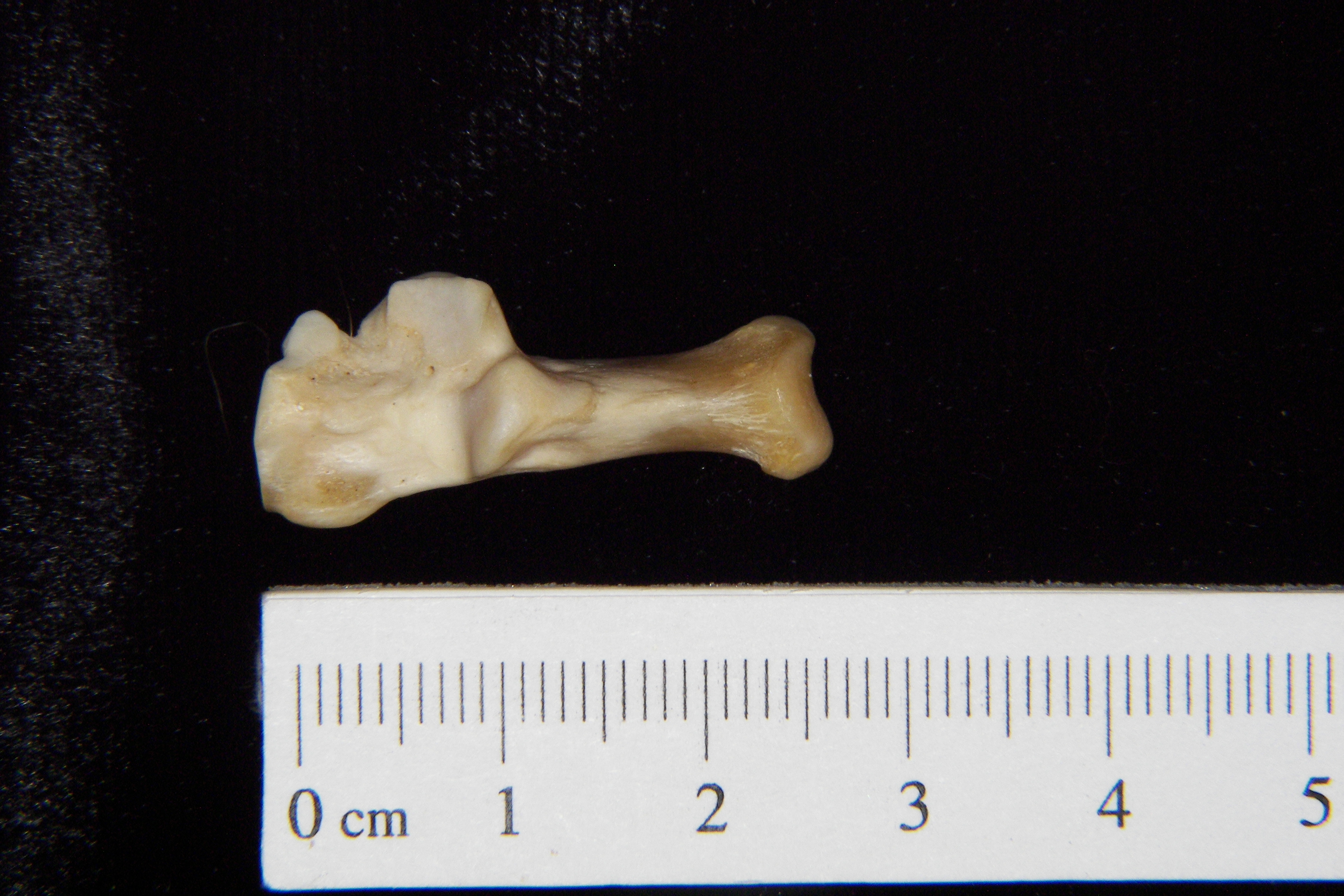 Gray fox (Urocyon cinereoargenteus) left calcaneus, superior view