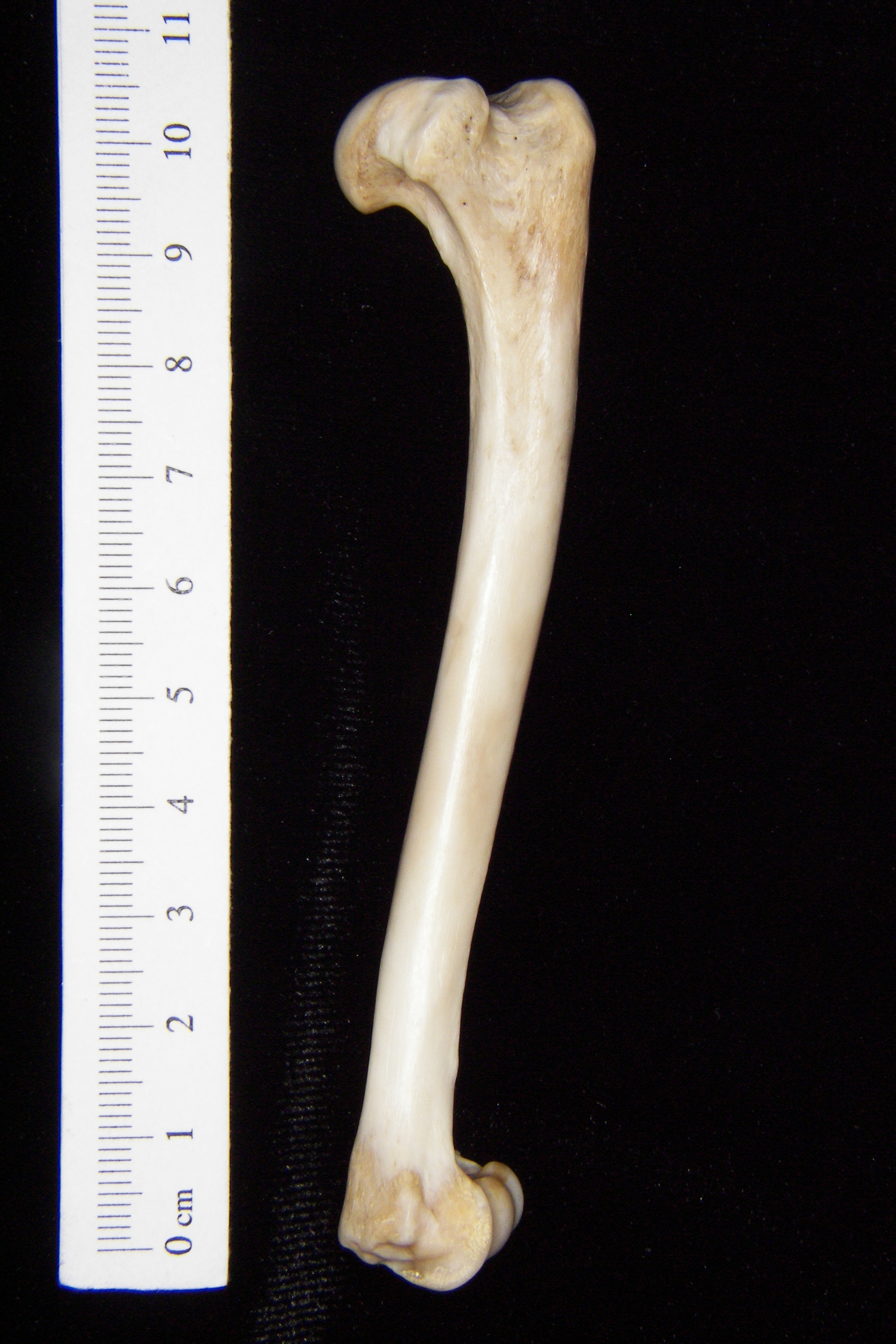 Gray fox (Urocyon cinereoargenteus) left humerus