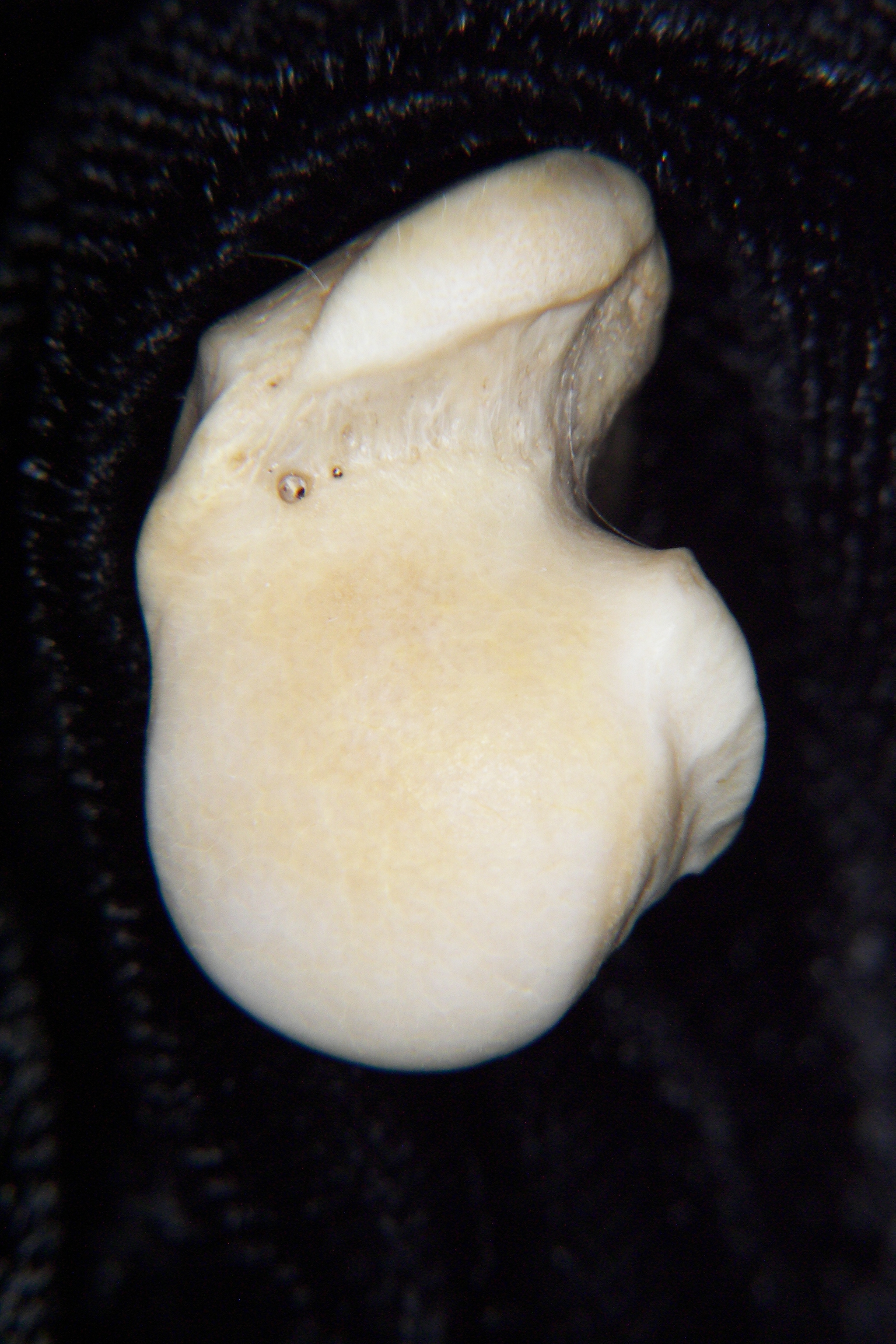 Gray fox (Urocyon cinereoargenteus) left humerus, proximal articular surface