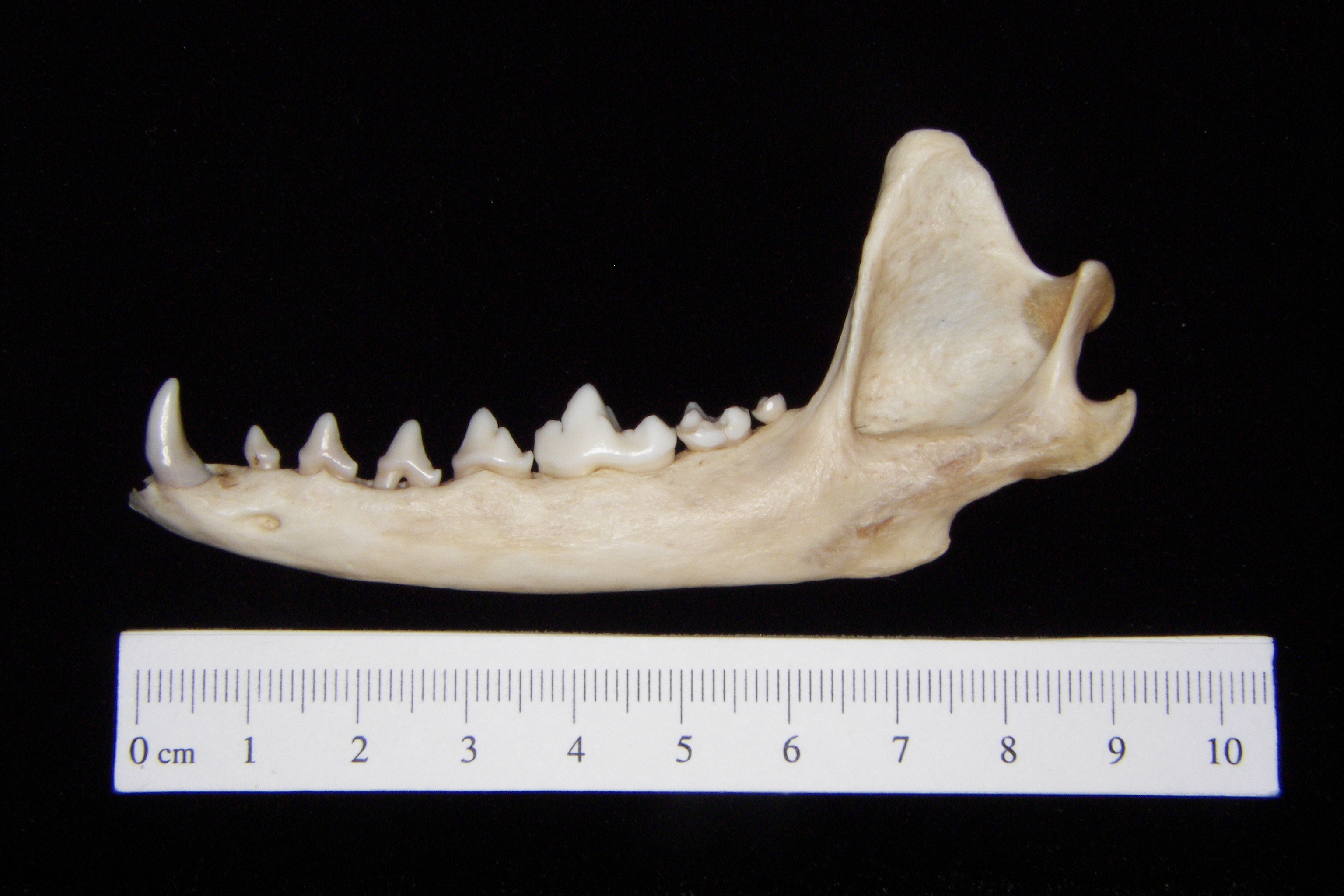 Gray fox (Urocyon cinereoargenteus) left mandible