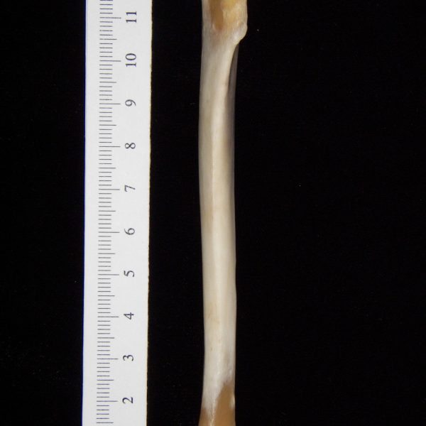 gray-fox-urocyon-cineroargenteus-left-tibia-anterior-abel-collection