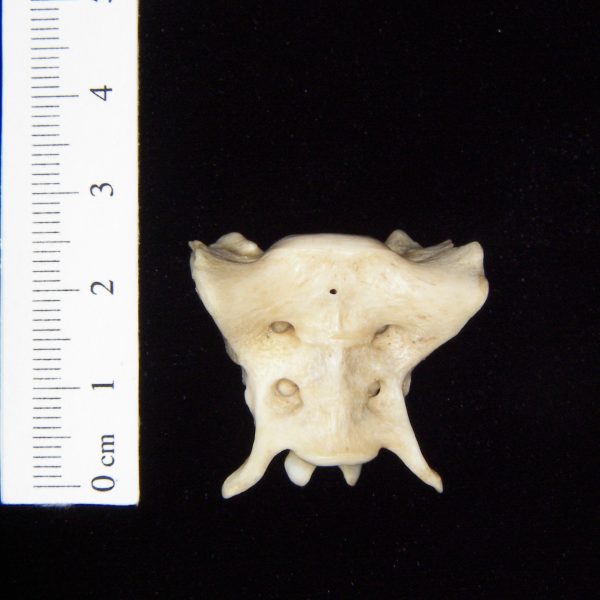 gray-fox-urocyon-cineroargenteus-sacrum-anterior-abel-collection