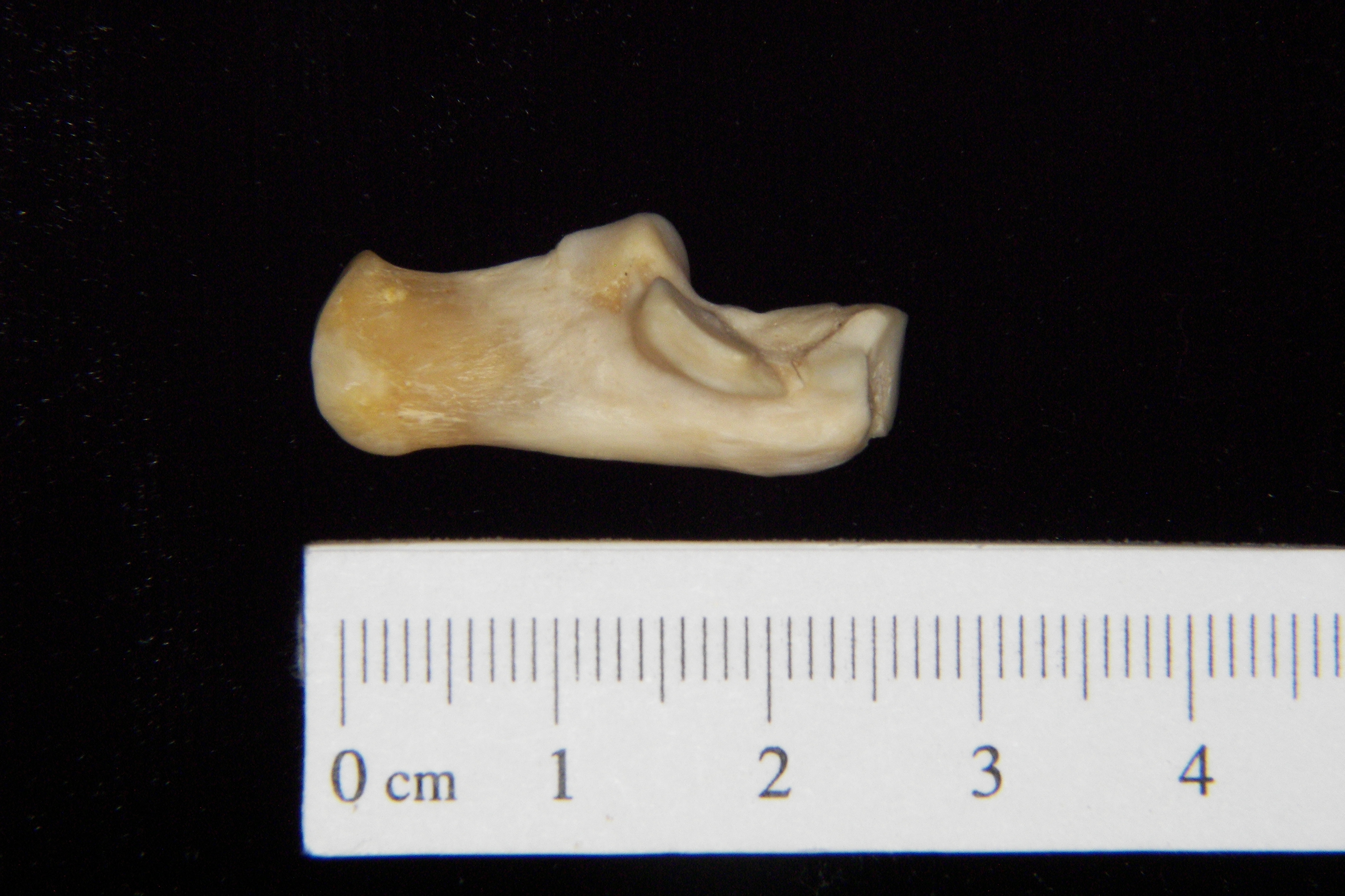 Gray fox (Urocyon cinereoargenteus) left calcaneus, medial view