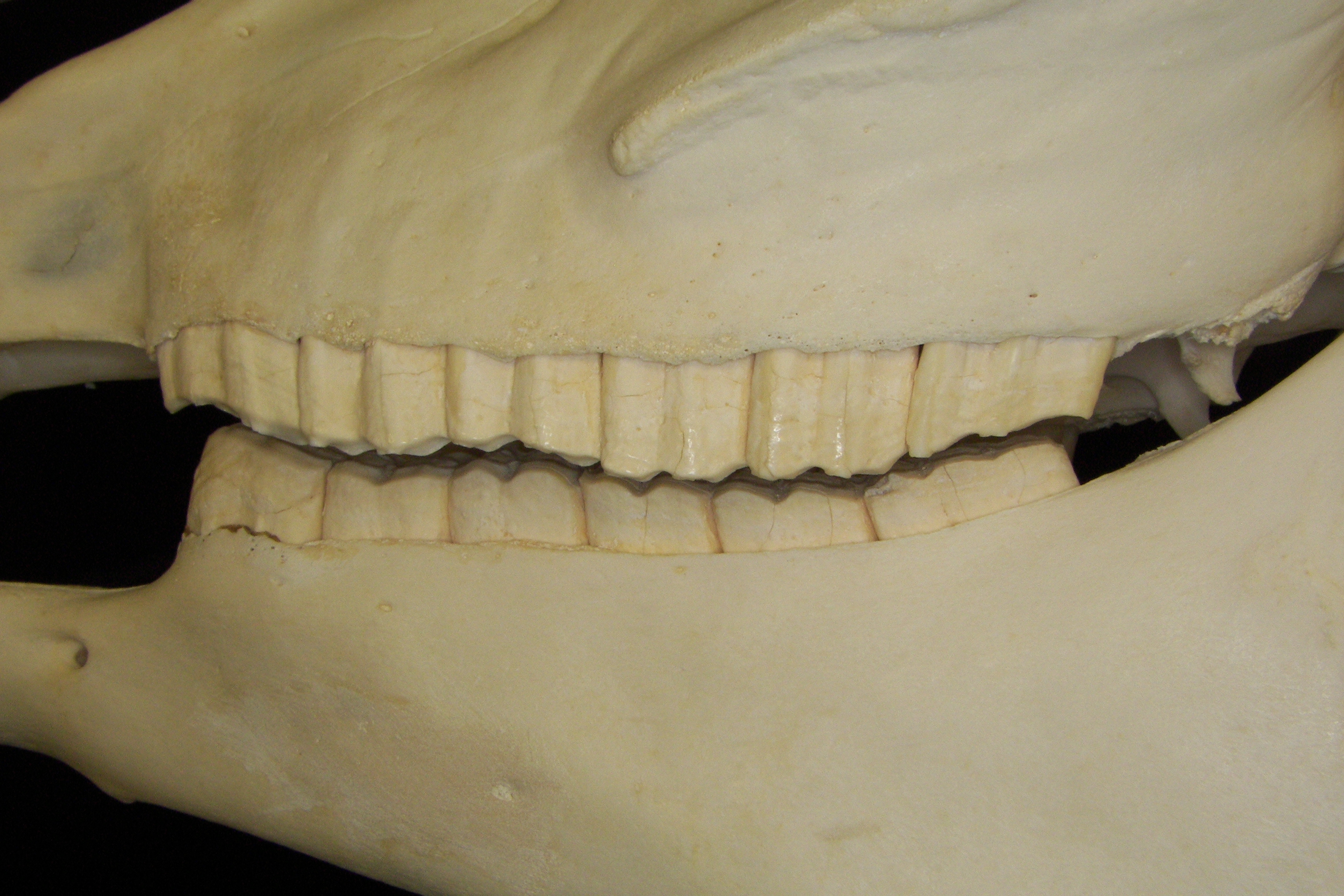 Horse (Equus caballus) dentition