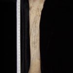 Horse (Equus caballus) left tibia, distal articular surface - BoneID