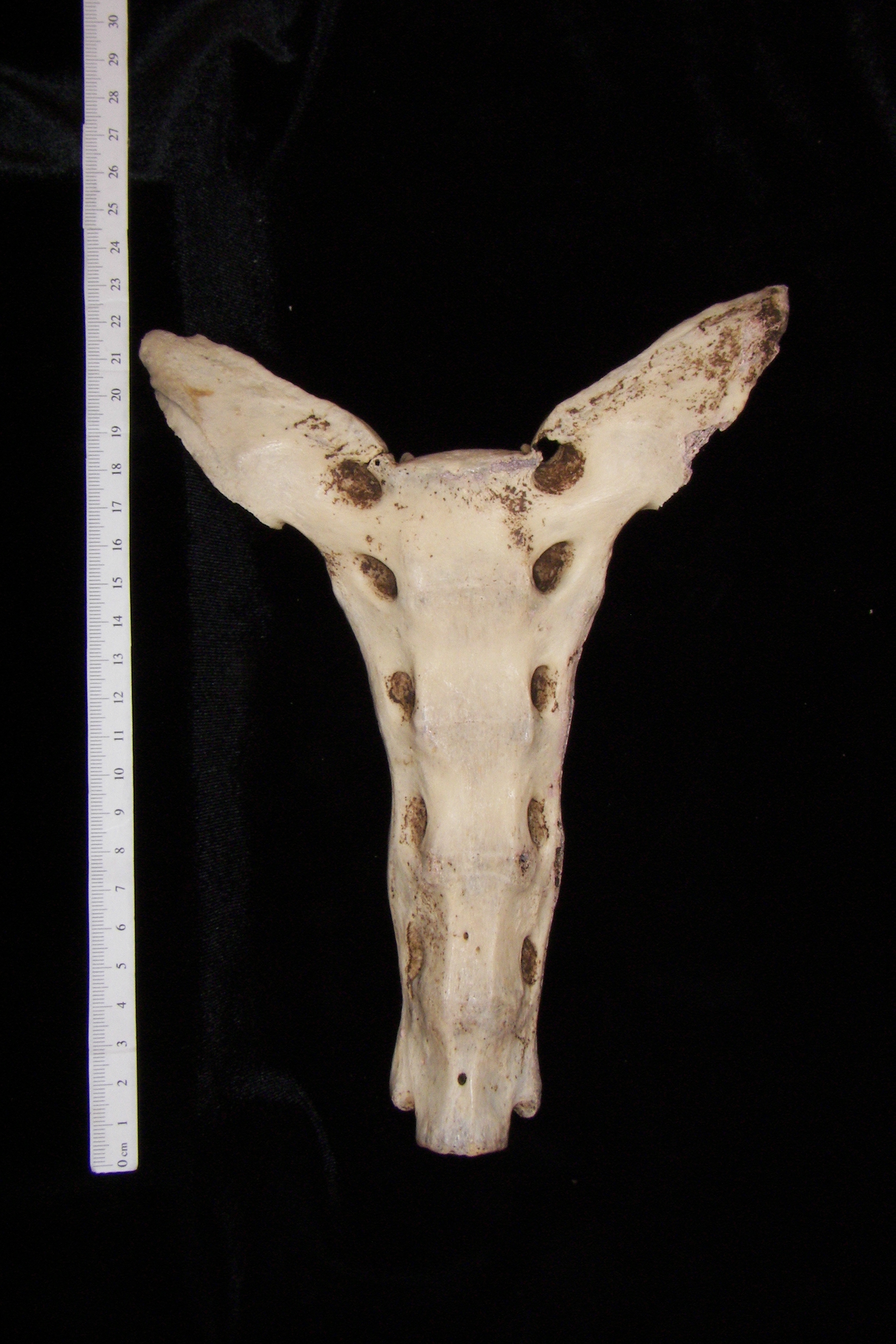 Anterior View Horse Sacrum