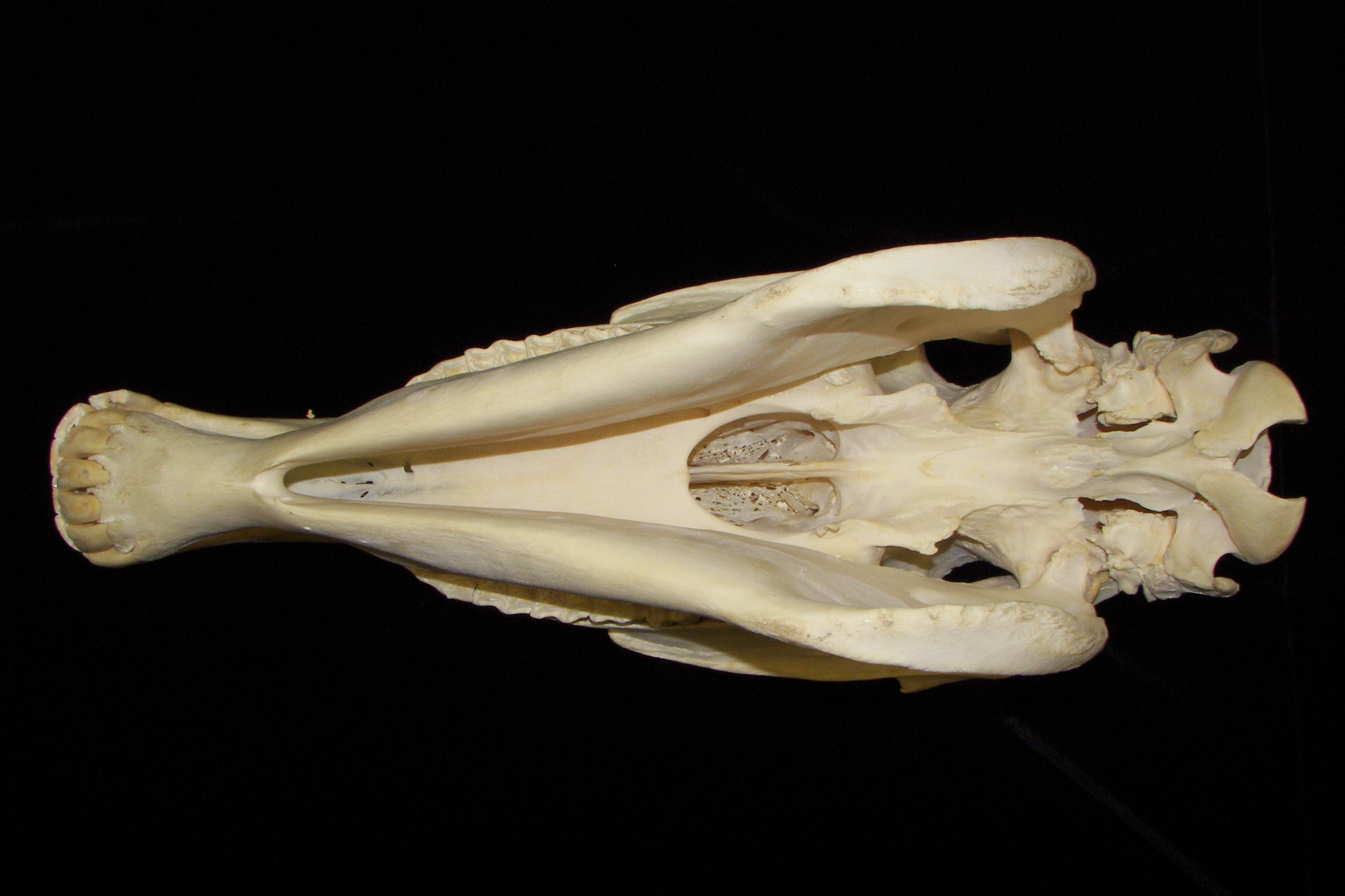 Horse (Equus caballus) skull, inferior view