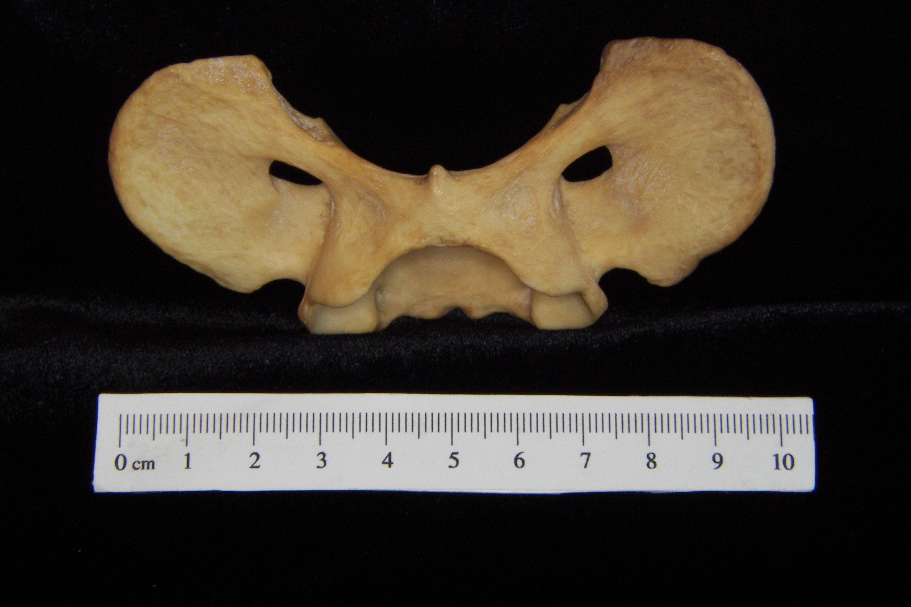 Dog (Canis lupus familiaris) C1 (1st cervical vertebra), inferior view