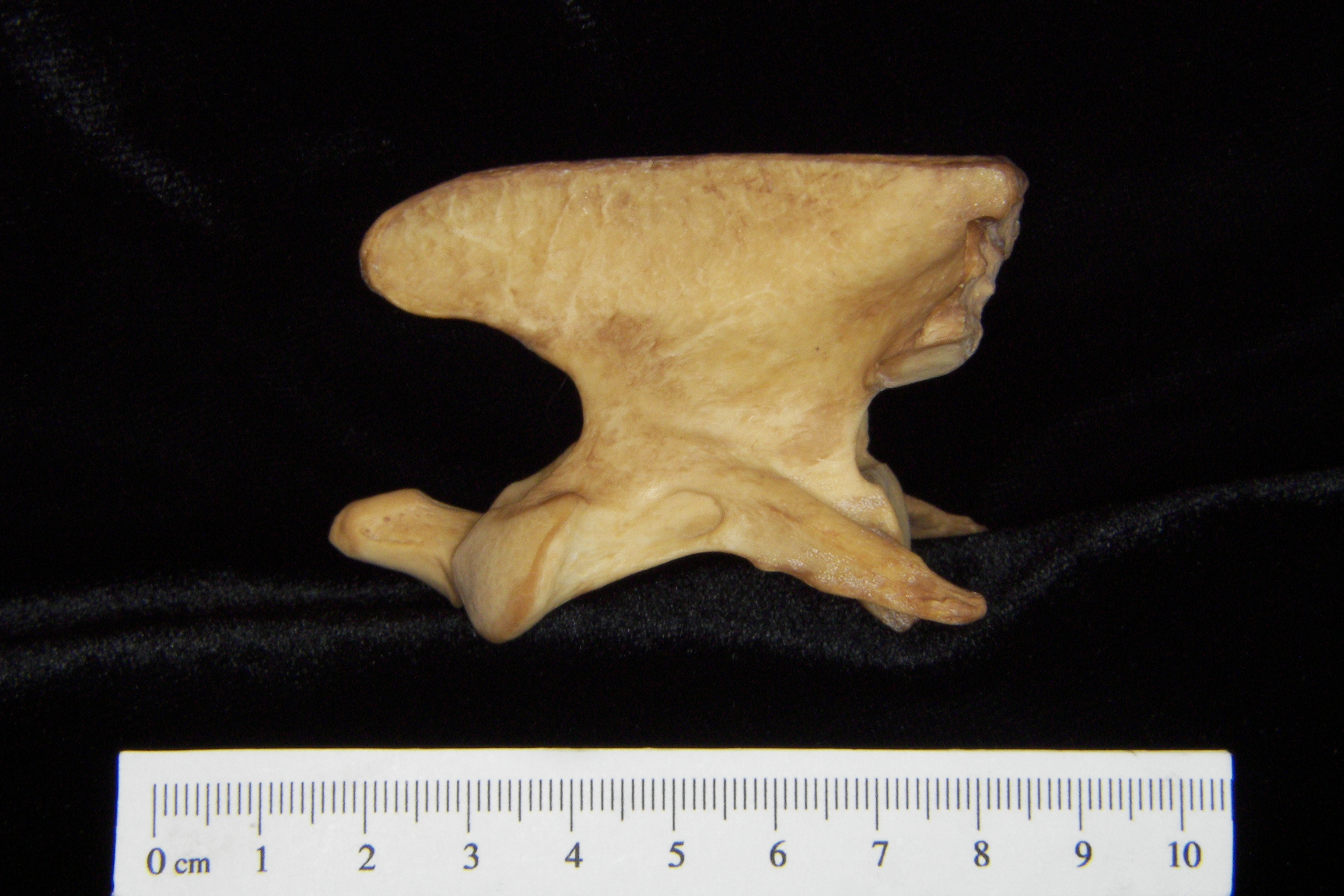 Dog (Canis lupus familiaris) C2 (2nd cervical vertebra), lateral view