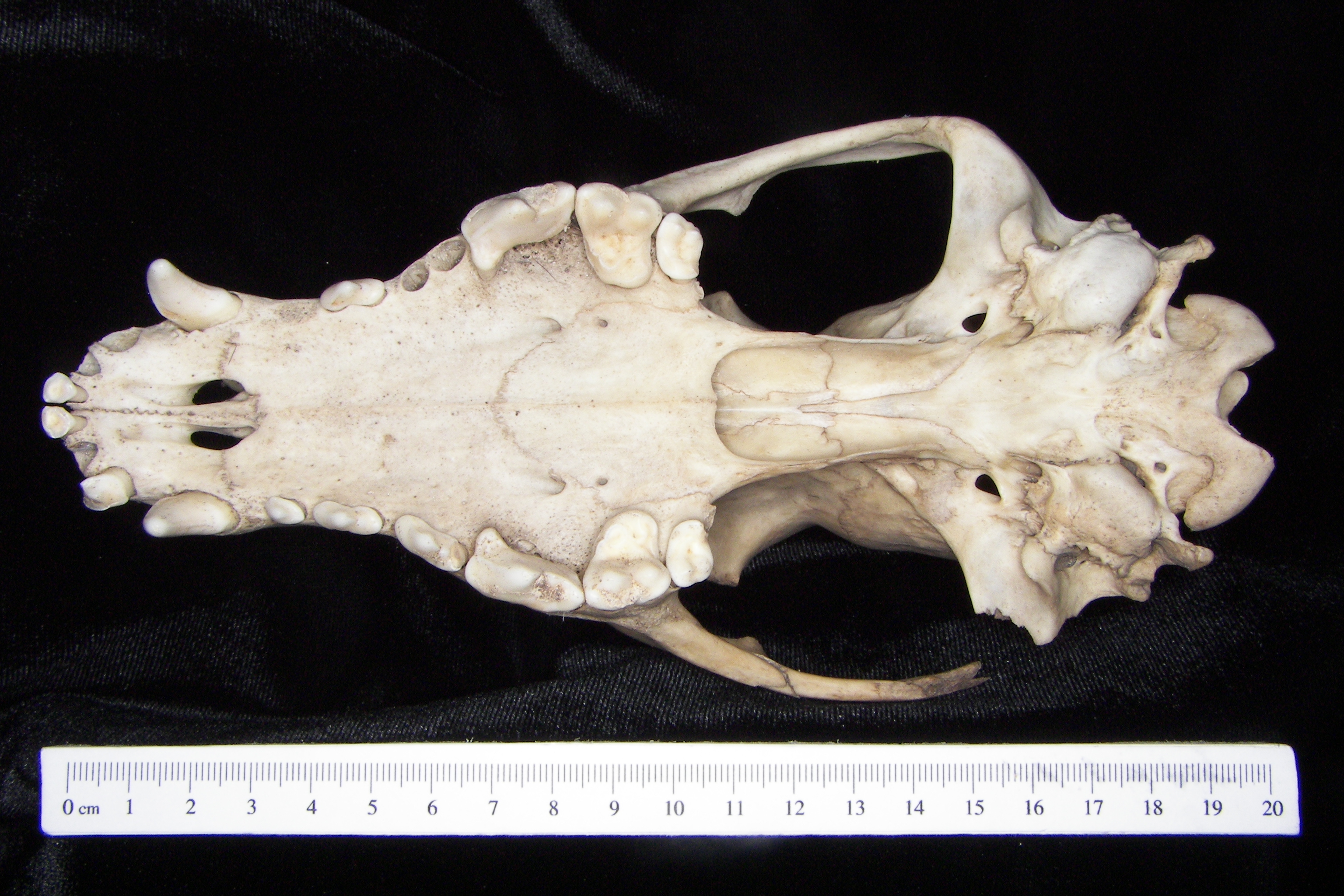 Dog (Canis lupus familiaris) cranium, inferior view