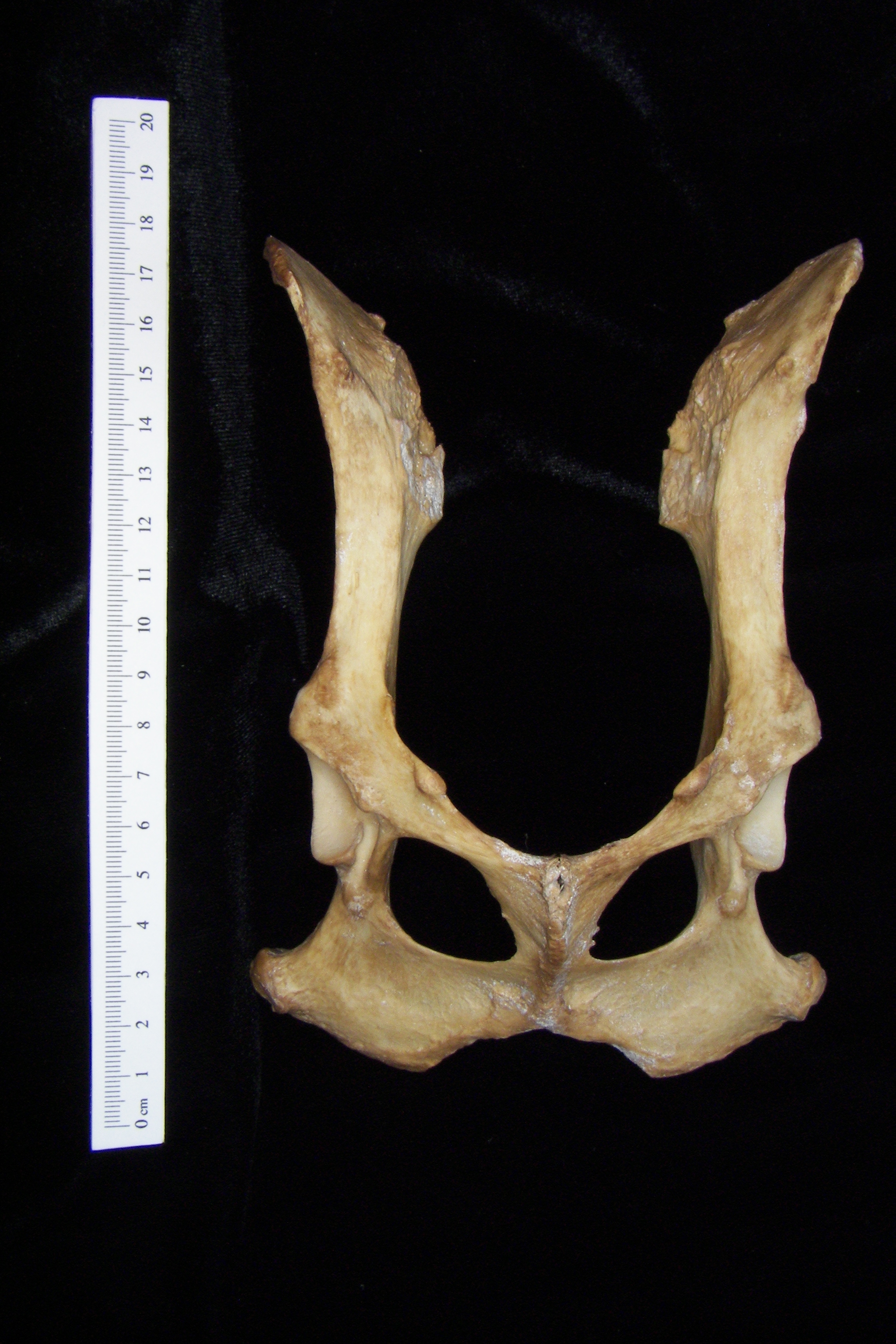 Dog (Canis lupus familiaris) pelvis