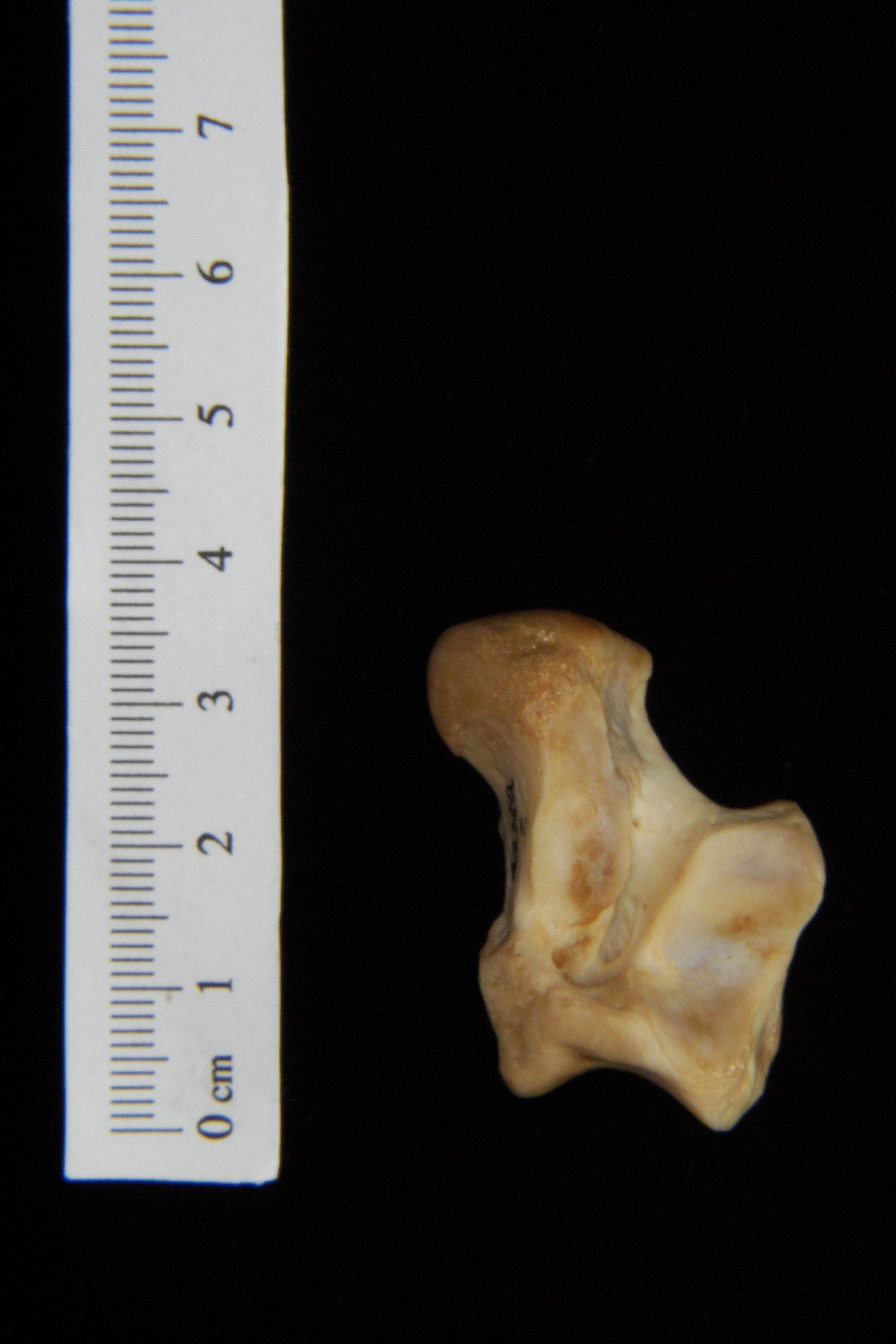 Dog (Canis lupus familiaris) left astragalus, inferior view