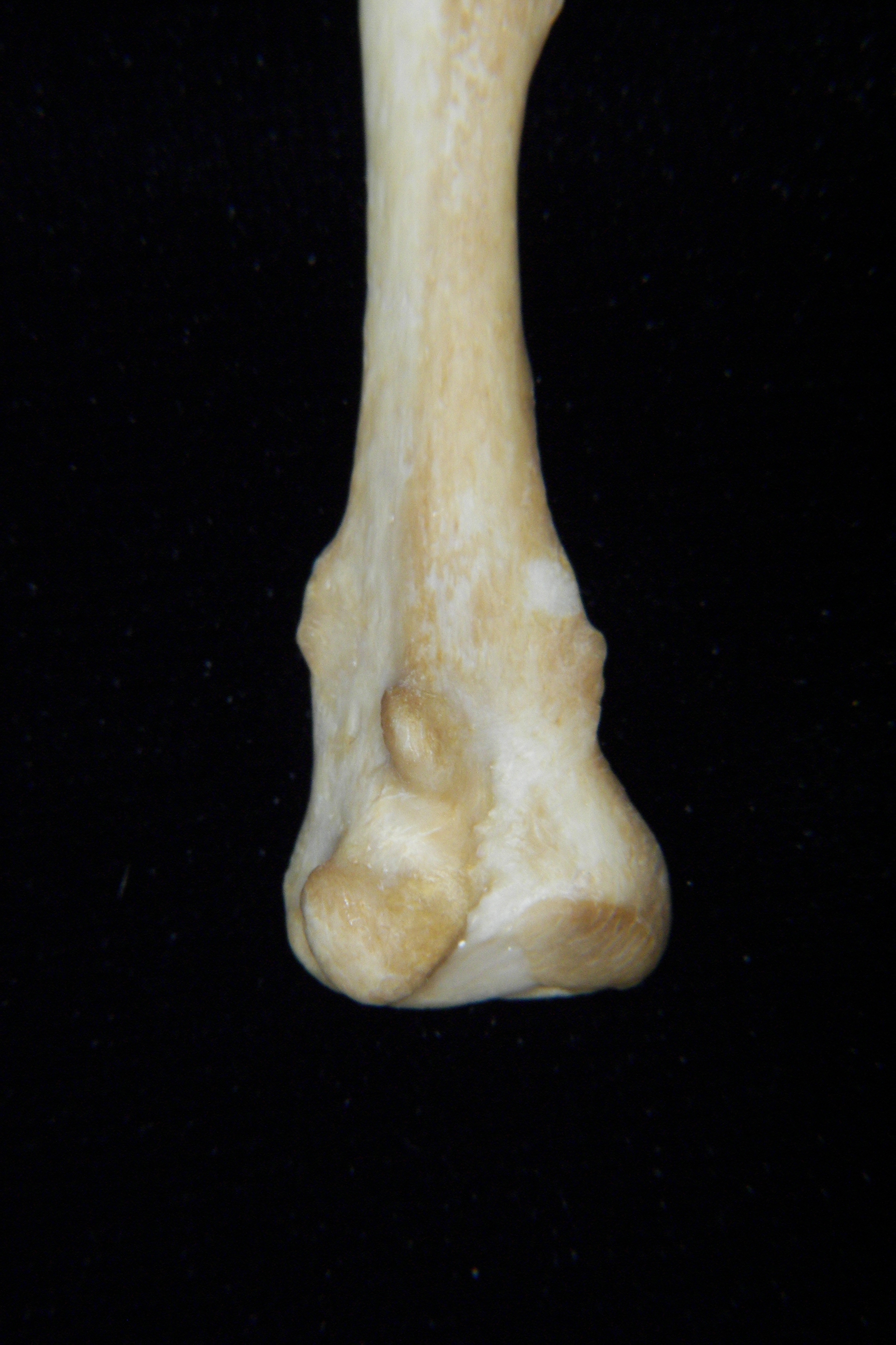 Dog (Canis lupus familiaris) left fibula, distal aspect
