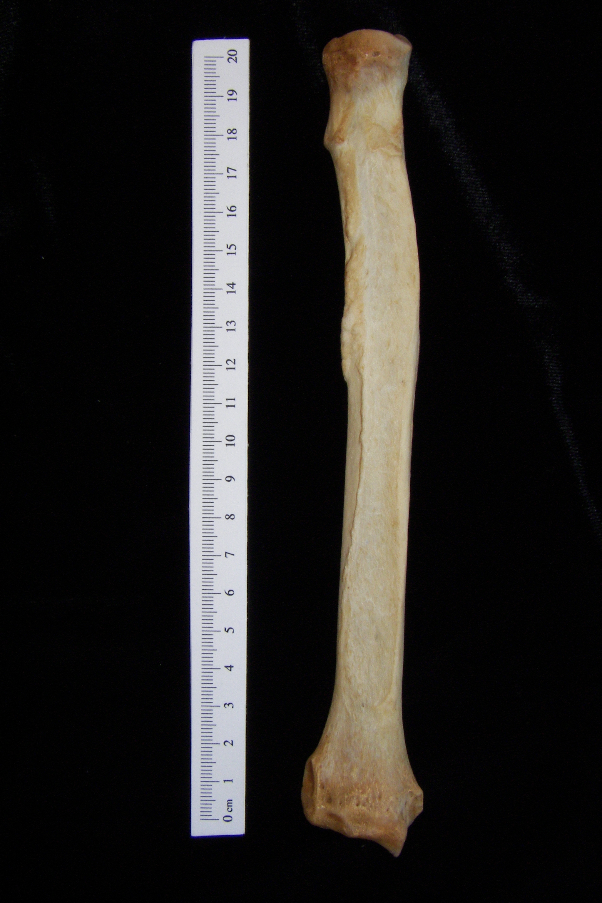 Dog (Canis lupus familiaris) left radius, anterior view