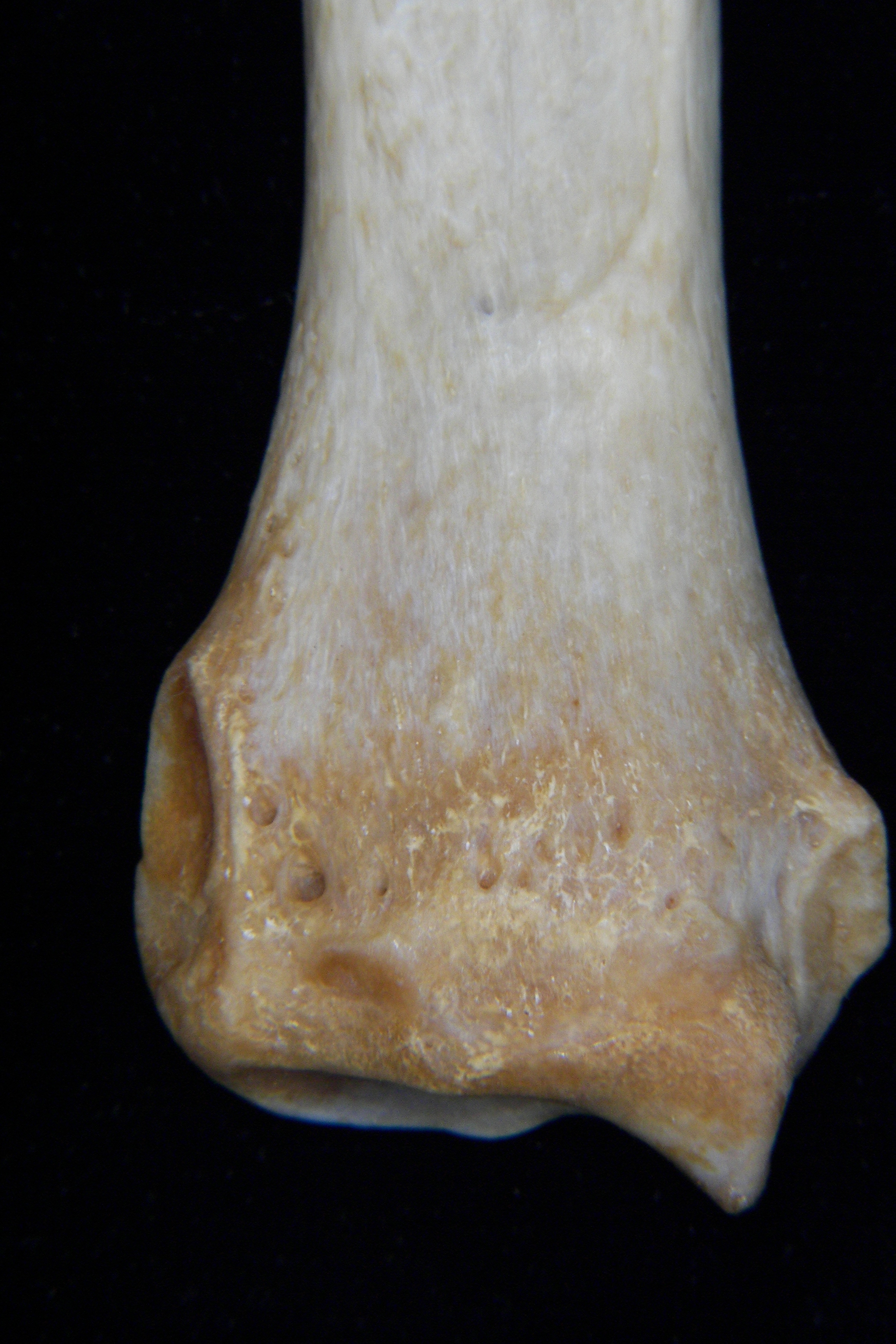 Dog (Canis lupus familiaris) left radius, distal aspect, view 2