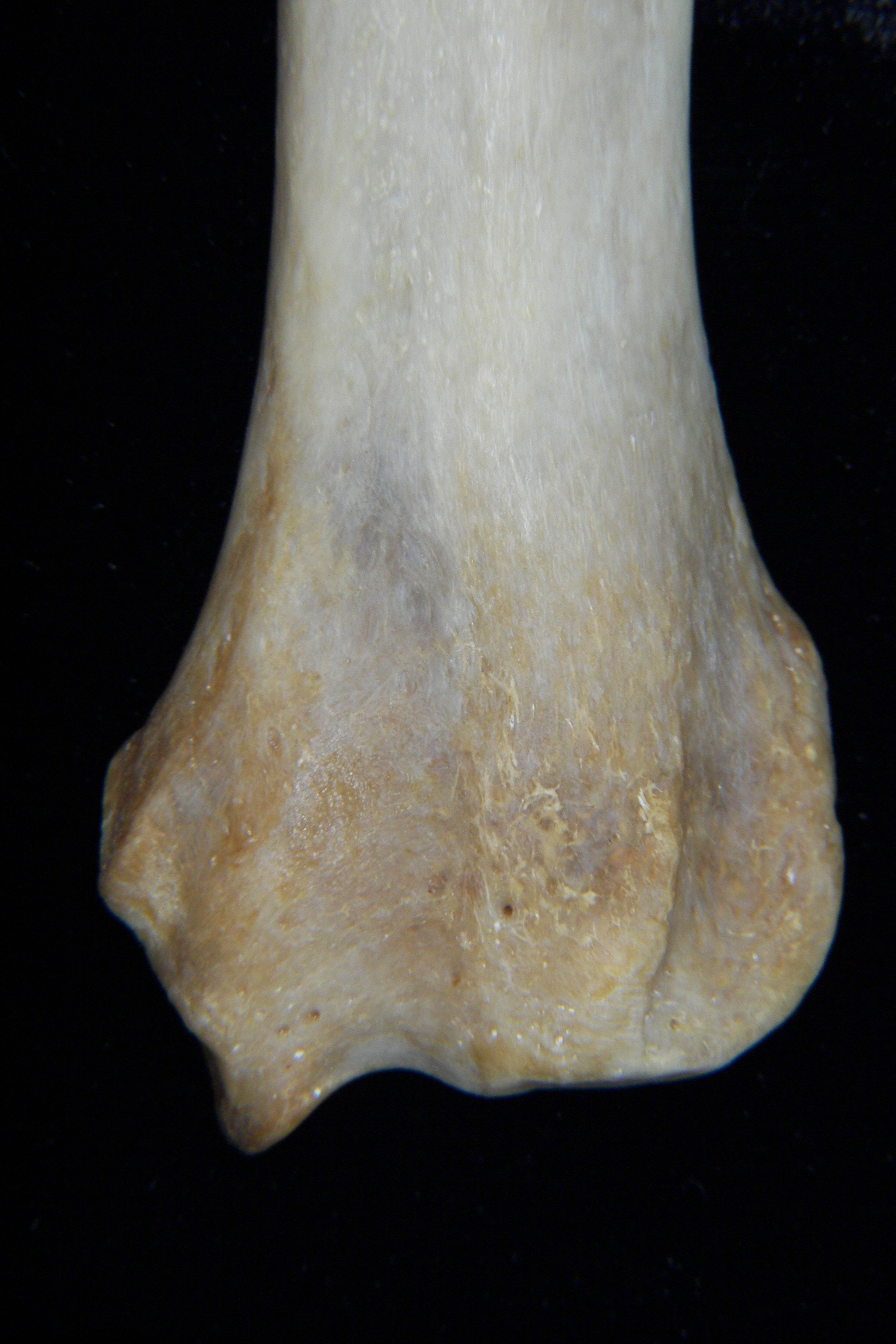 Dog (Canis lupus familiaris) left radius, distal aspect